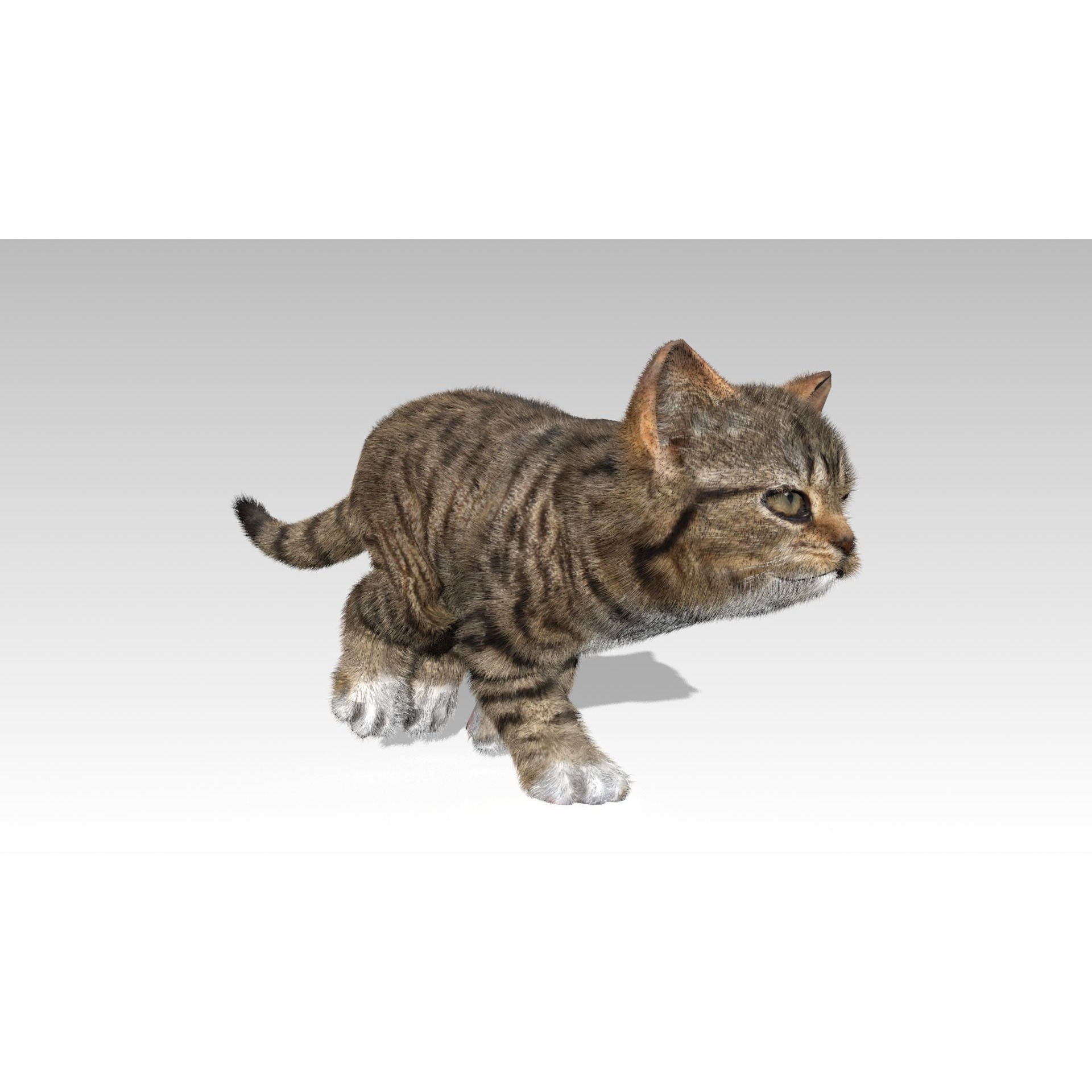 Kitten tabby cat Low-poly 3D model 8