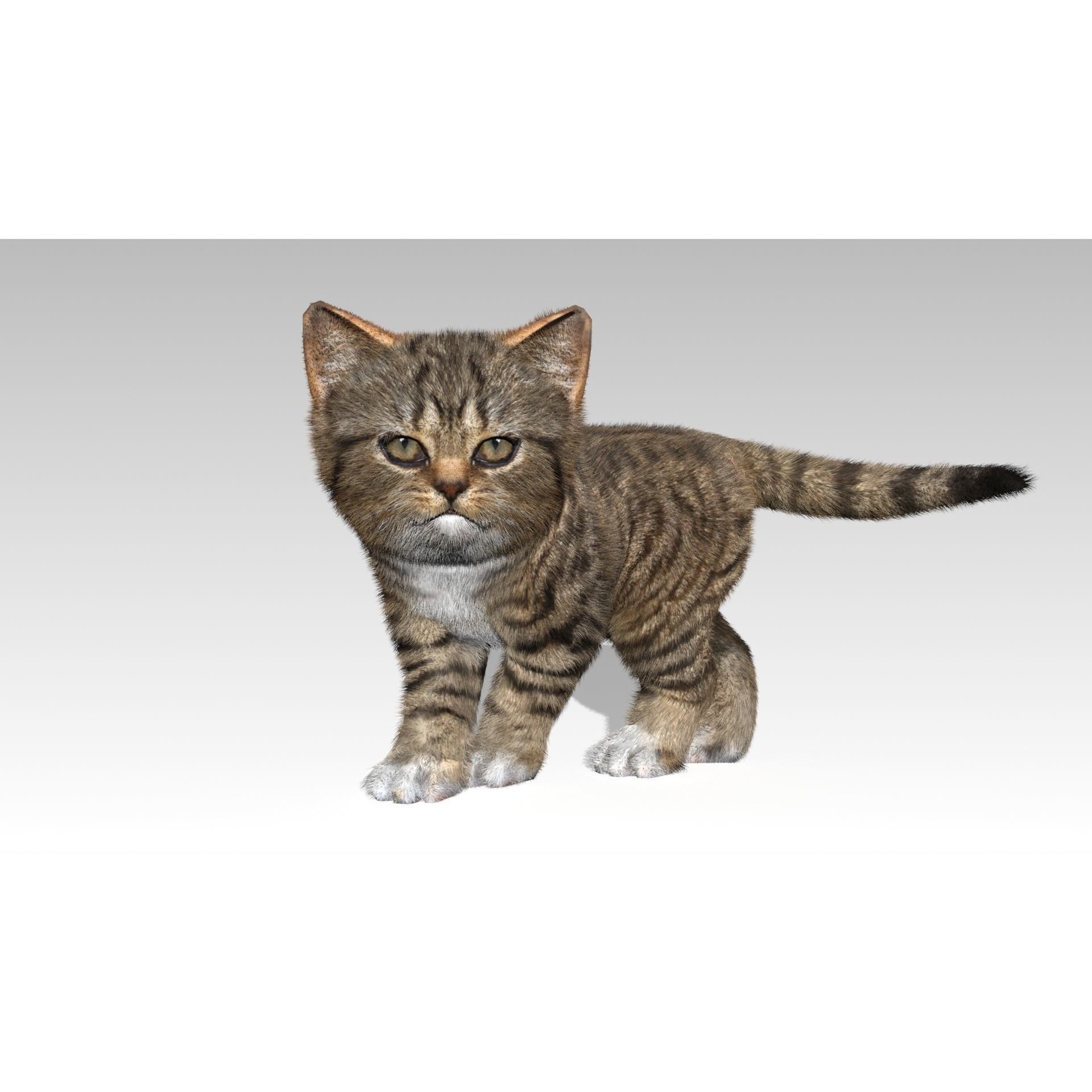 Kitten tabby cat Low-poly 3D model 9