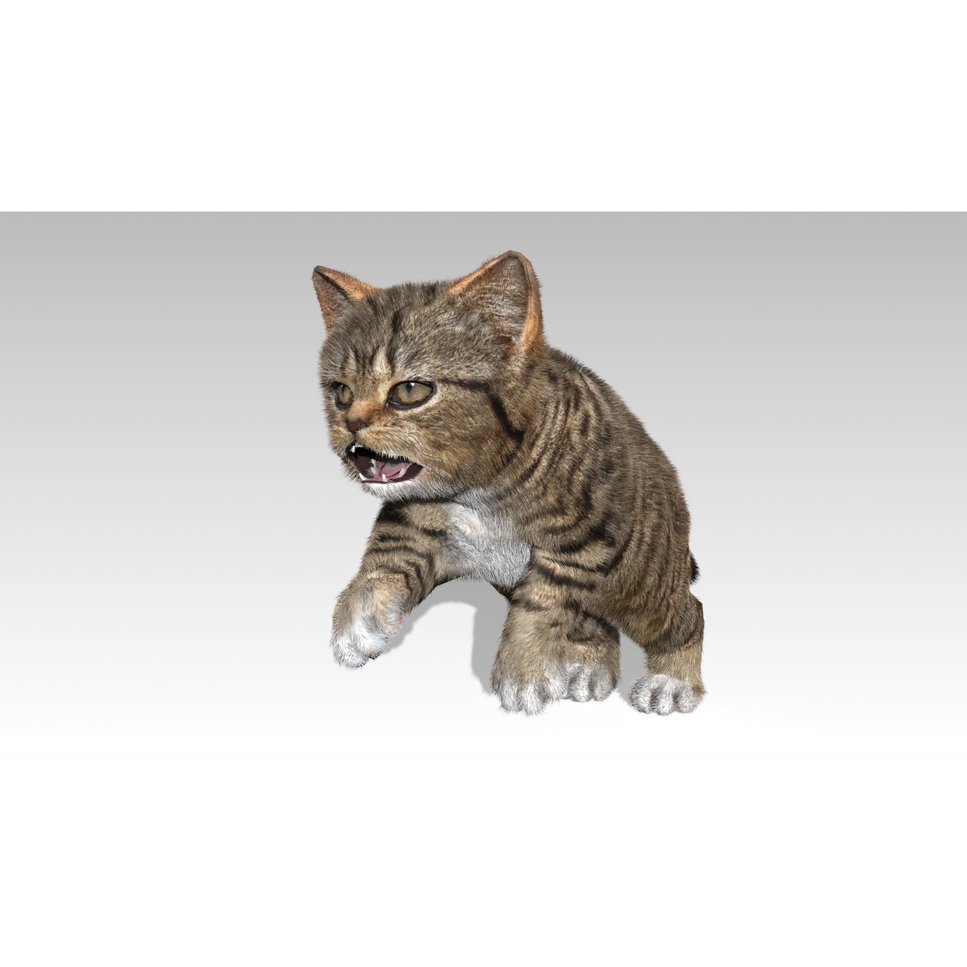 Kitten tabby cat Low-poly 3D model 10