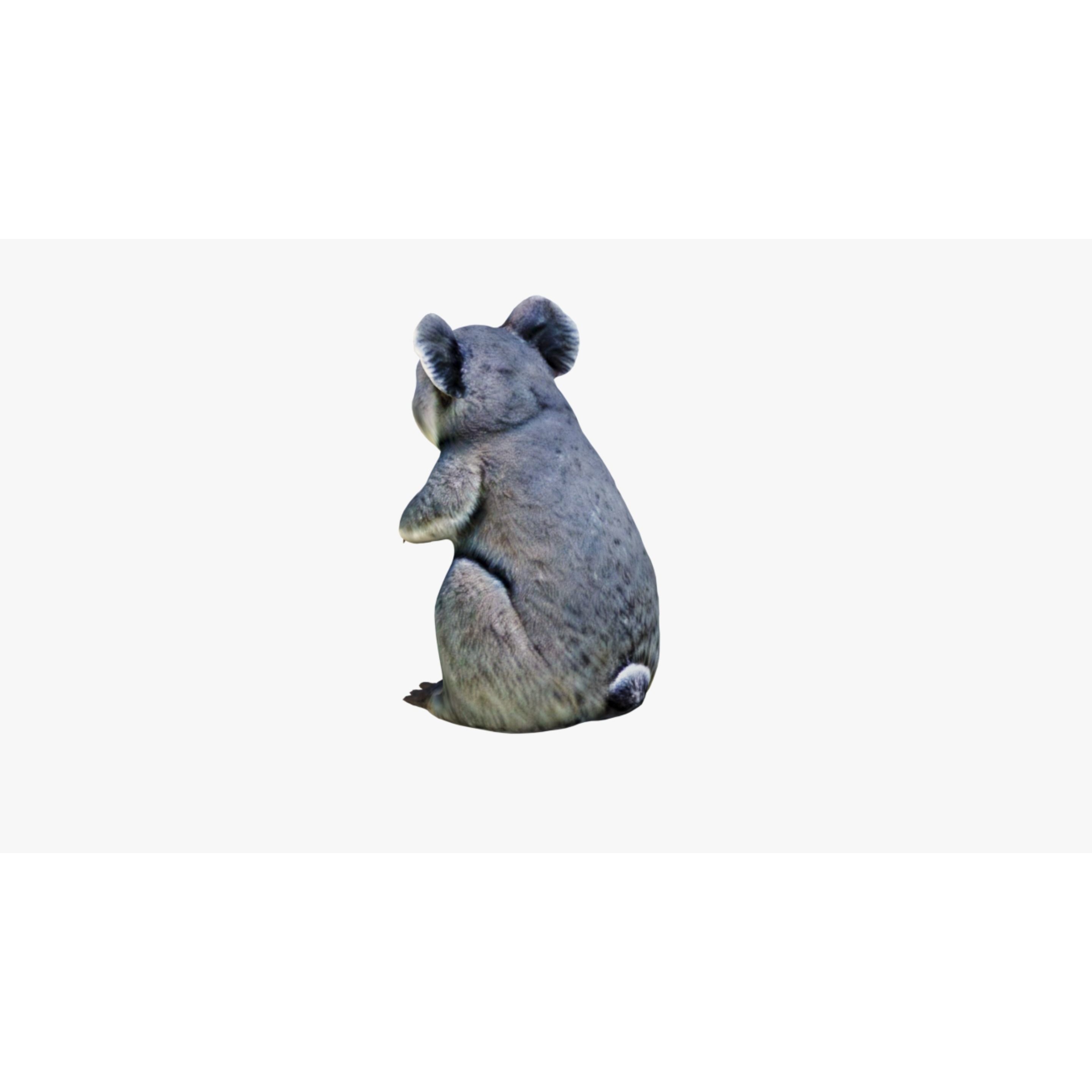 Koala Free 3D model 4