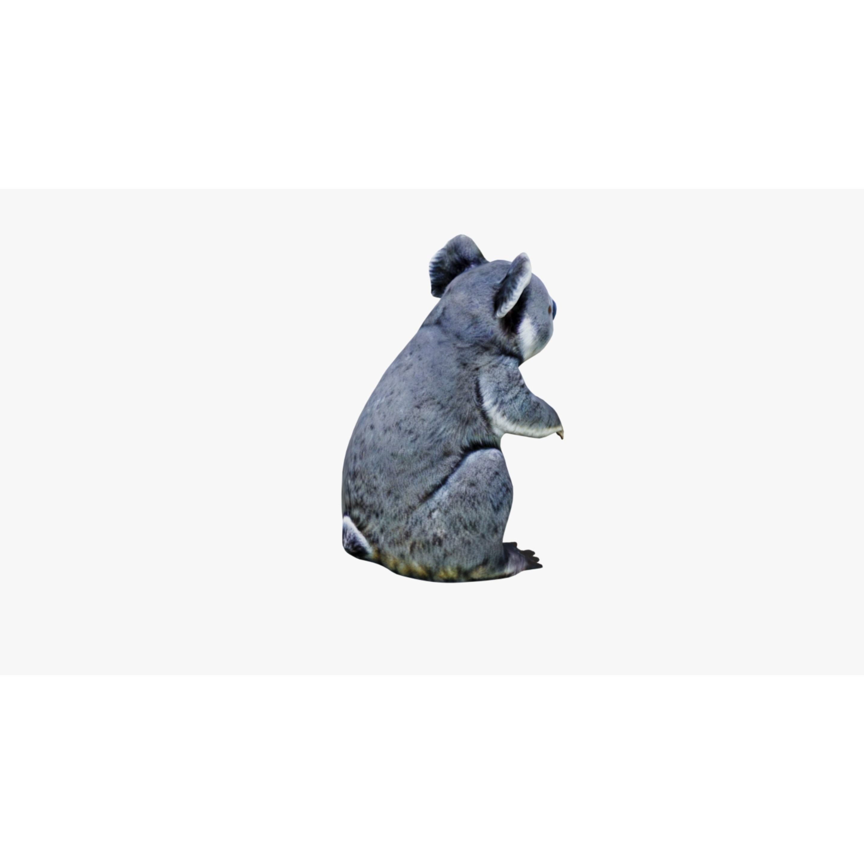 Koala Free 3D model 5