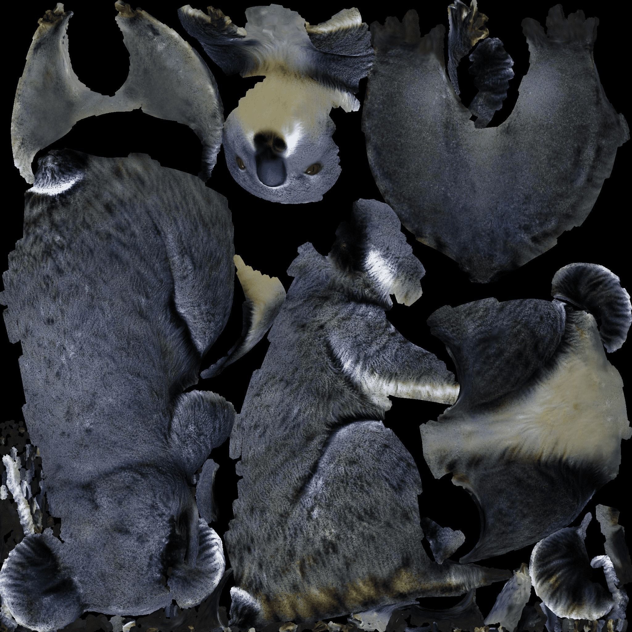Koala Free 3D model 8