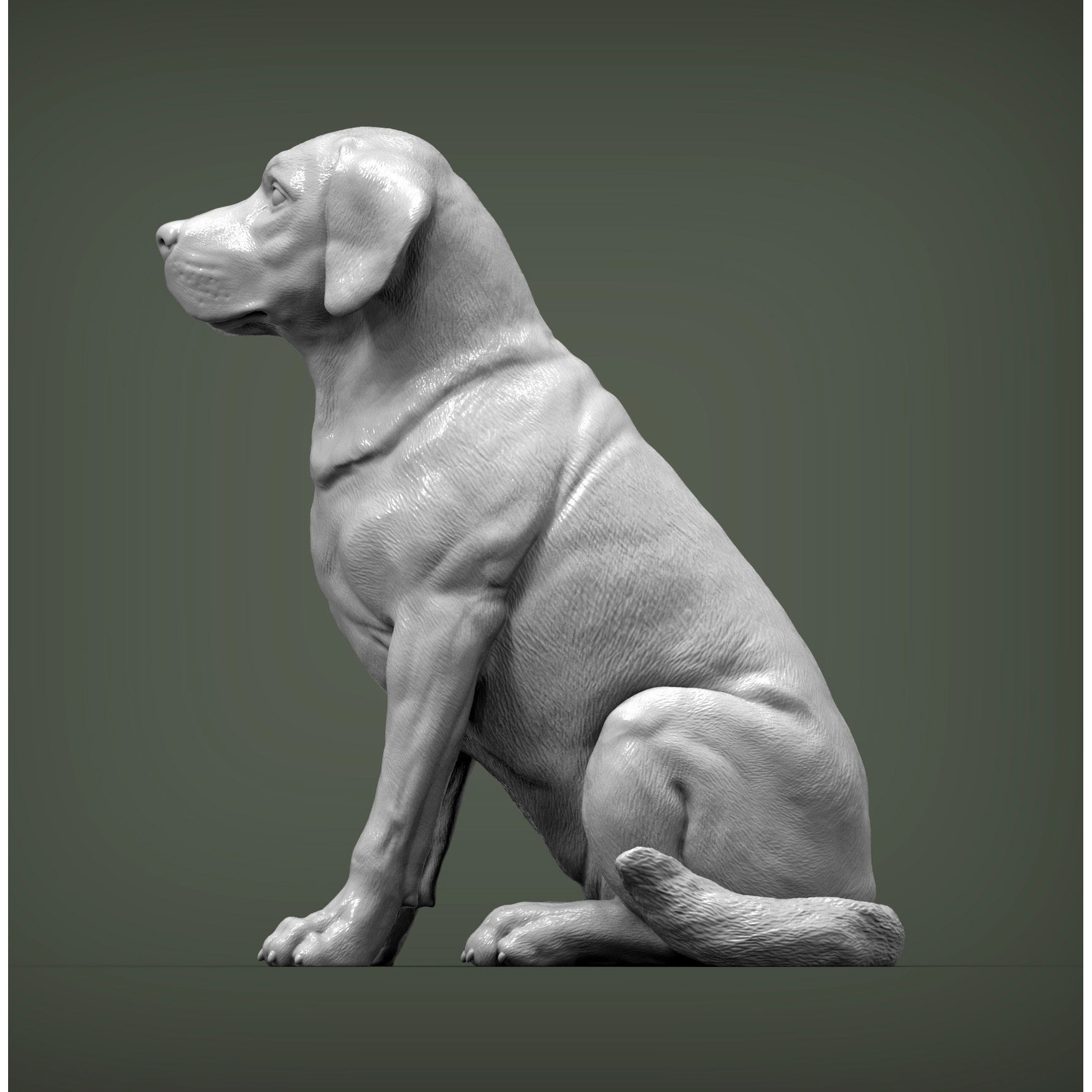 Labrador 3D print model 2