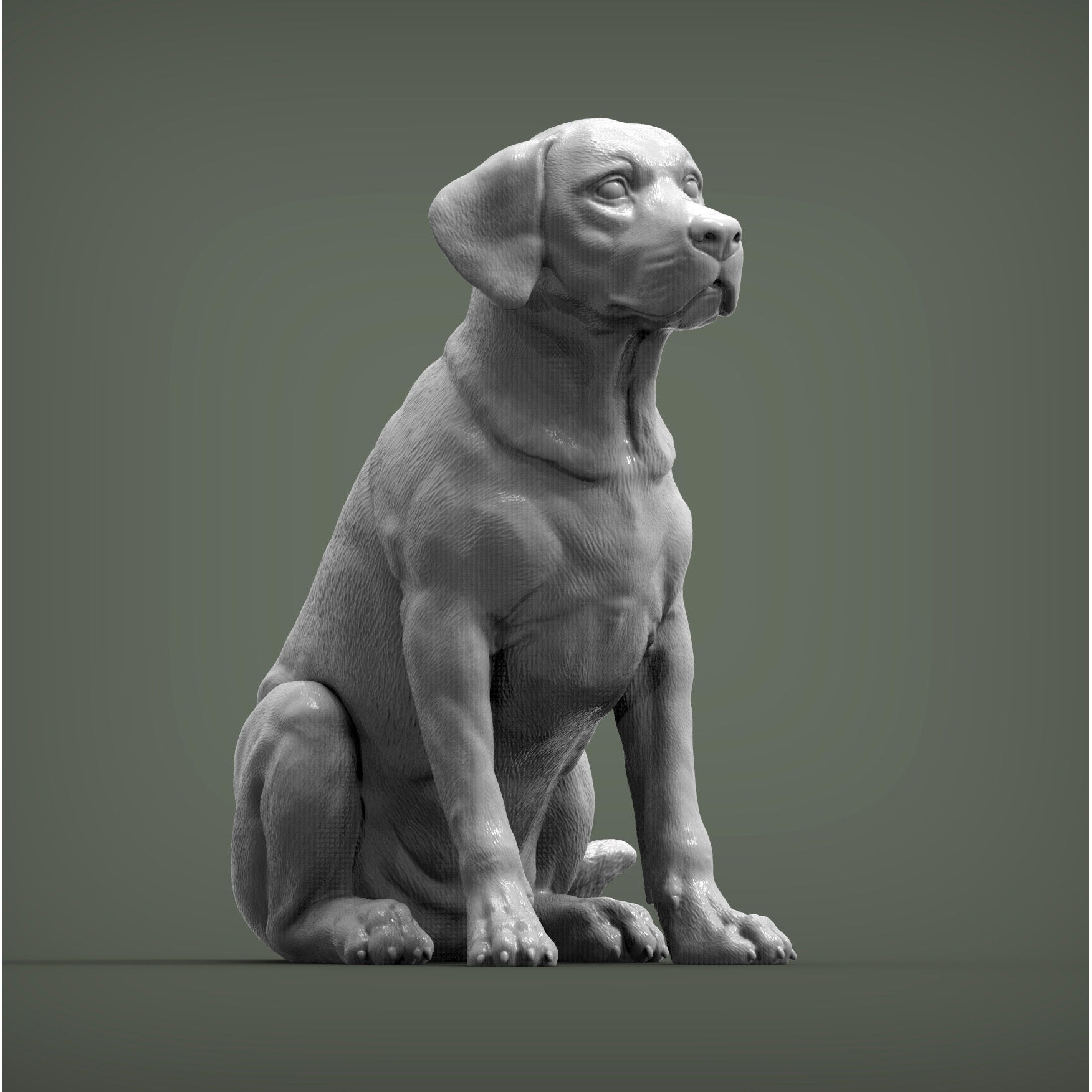 Labrador 3D print model 3