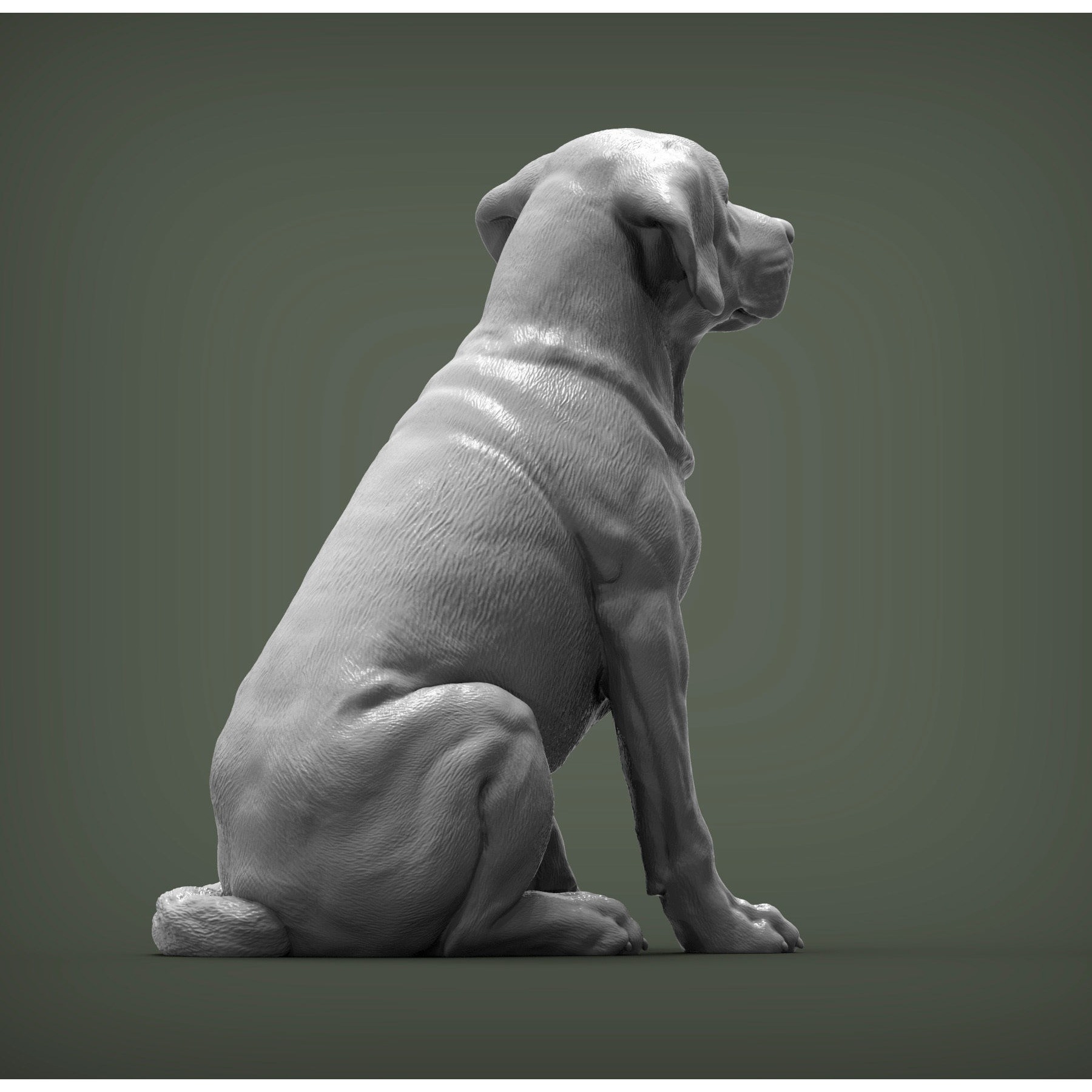 Labrador 3D print model 4