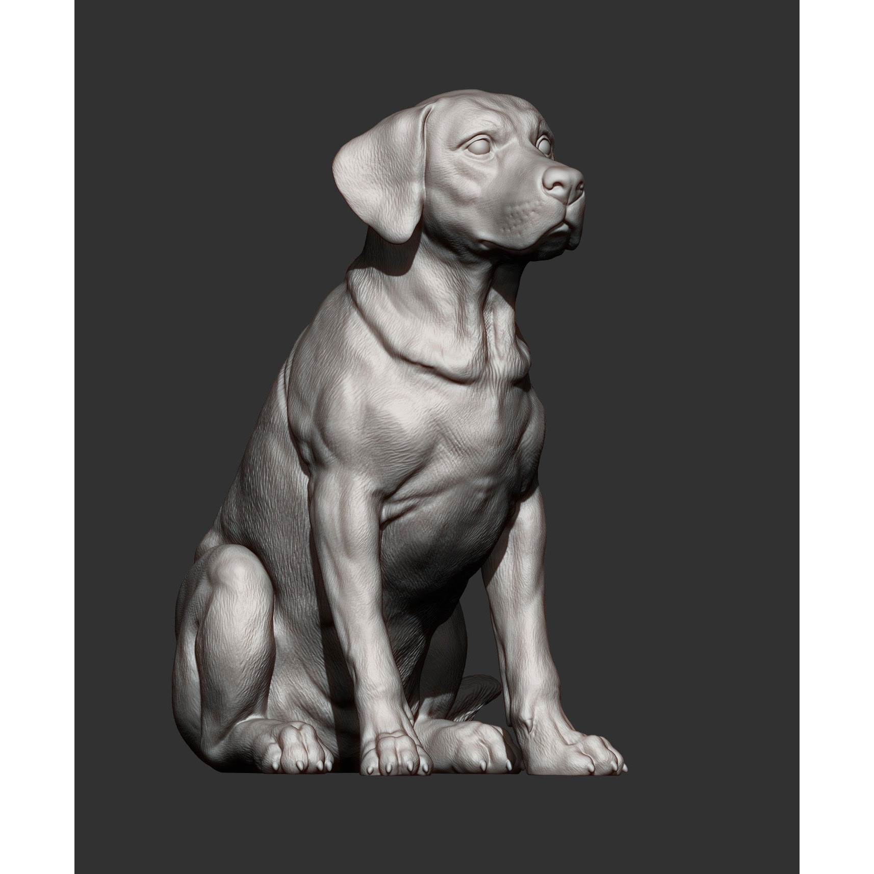 Labrador 3D print model 5