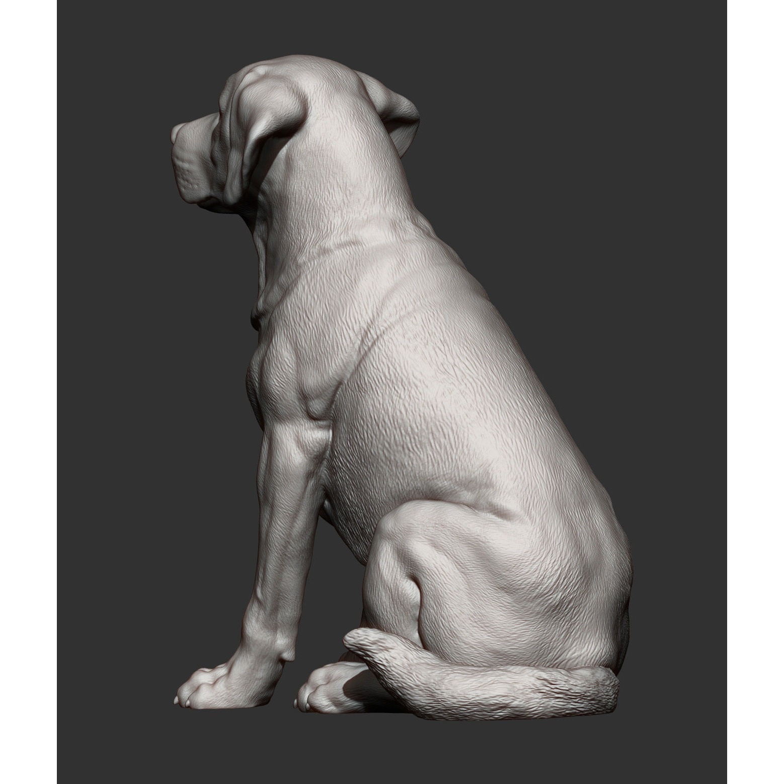 Labrador 3D print model 6