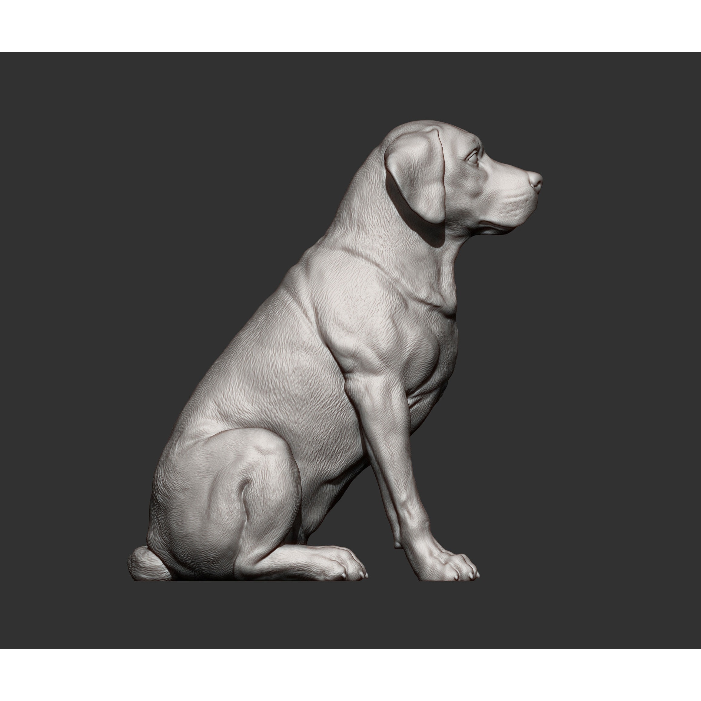 Labrador 3D print model 7