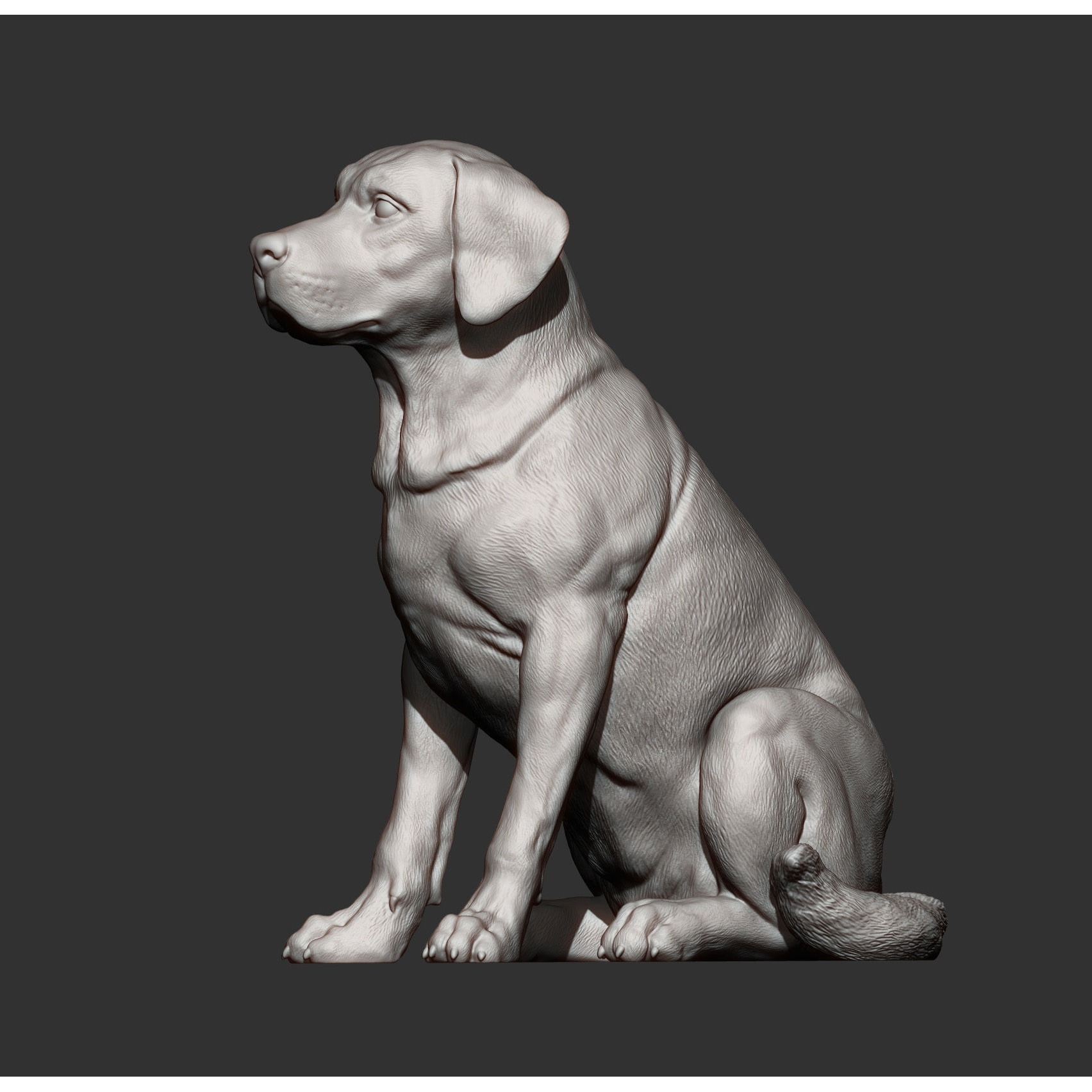 Labrador 3D print model 8