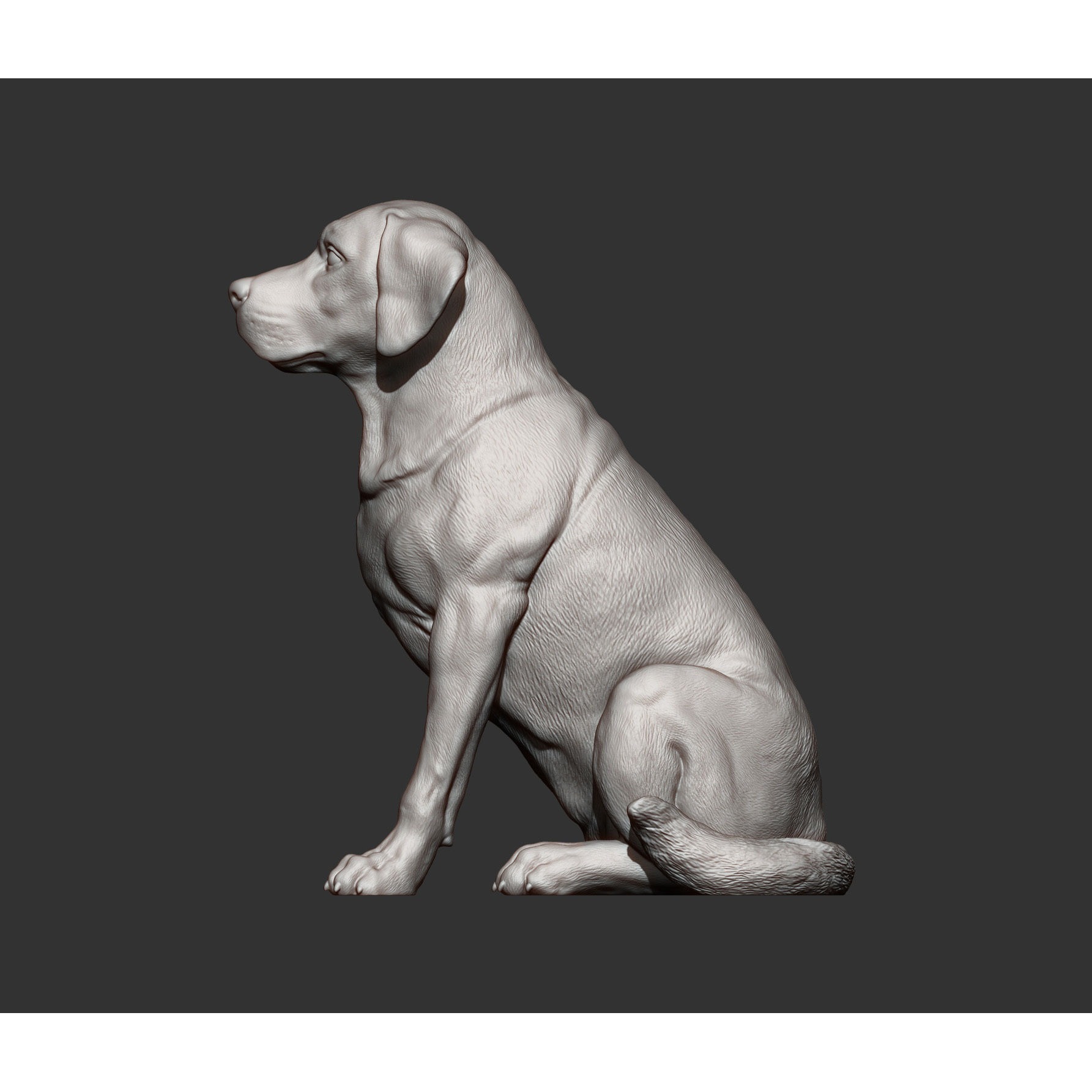 Labrador 3D print model 9