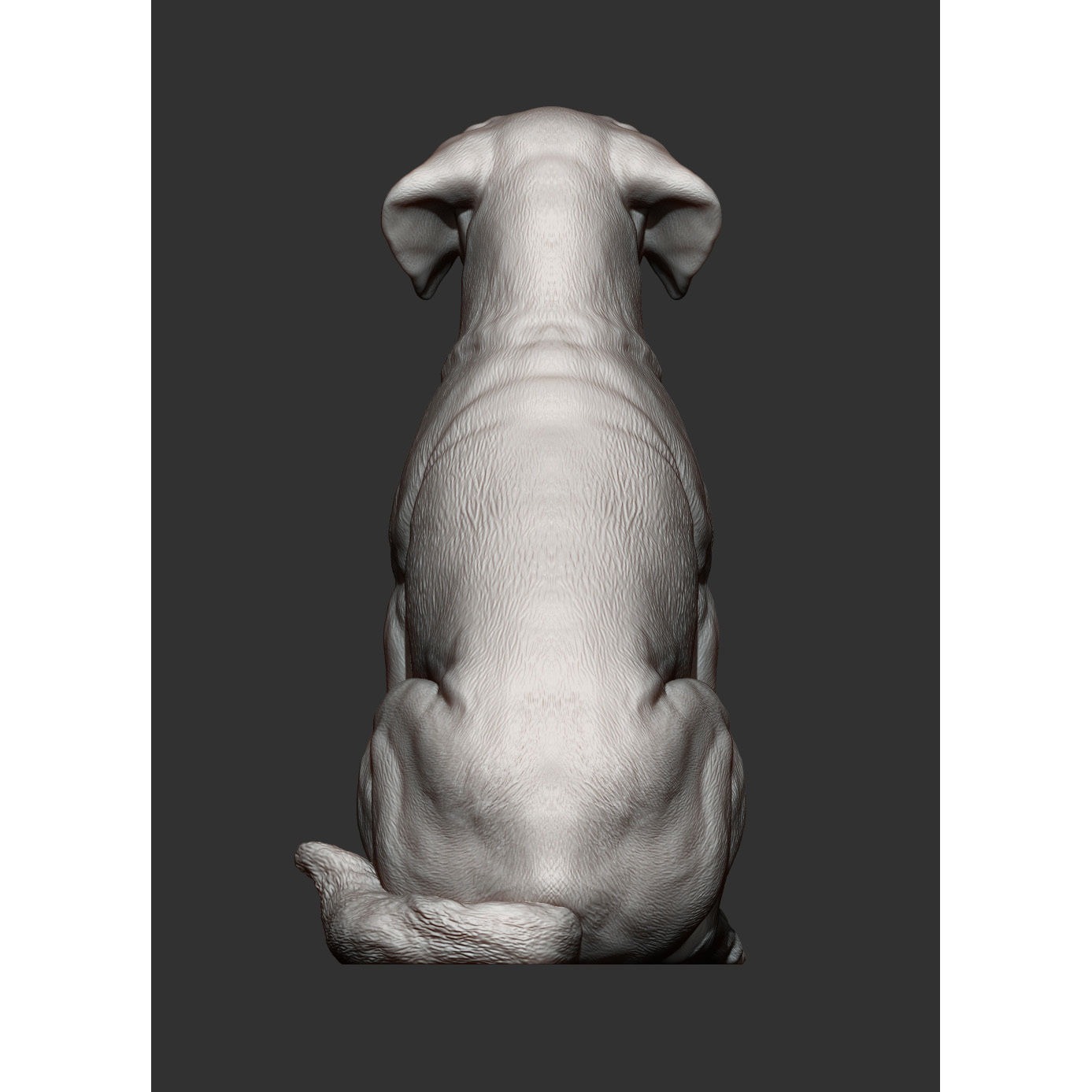 Labrador 3D print model 10