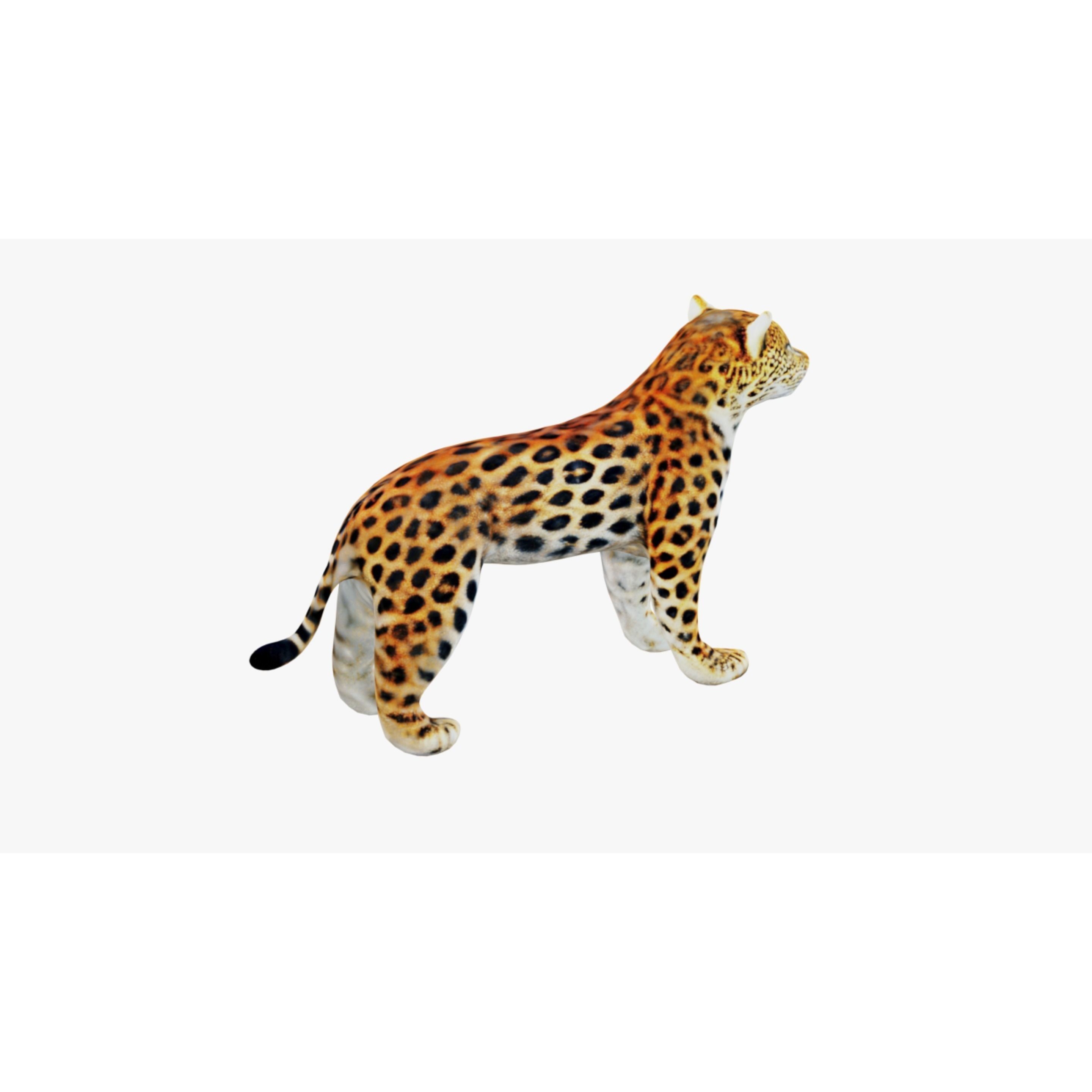 Leopard Free 3D model 5