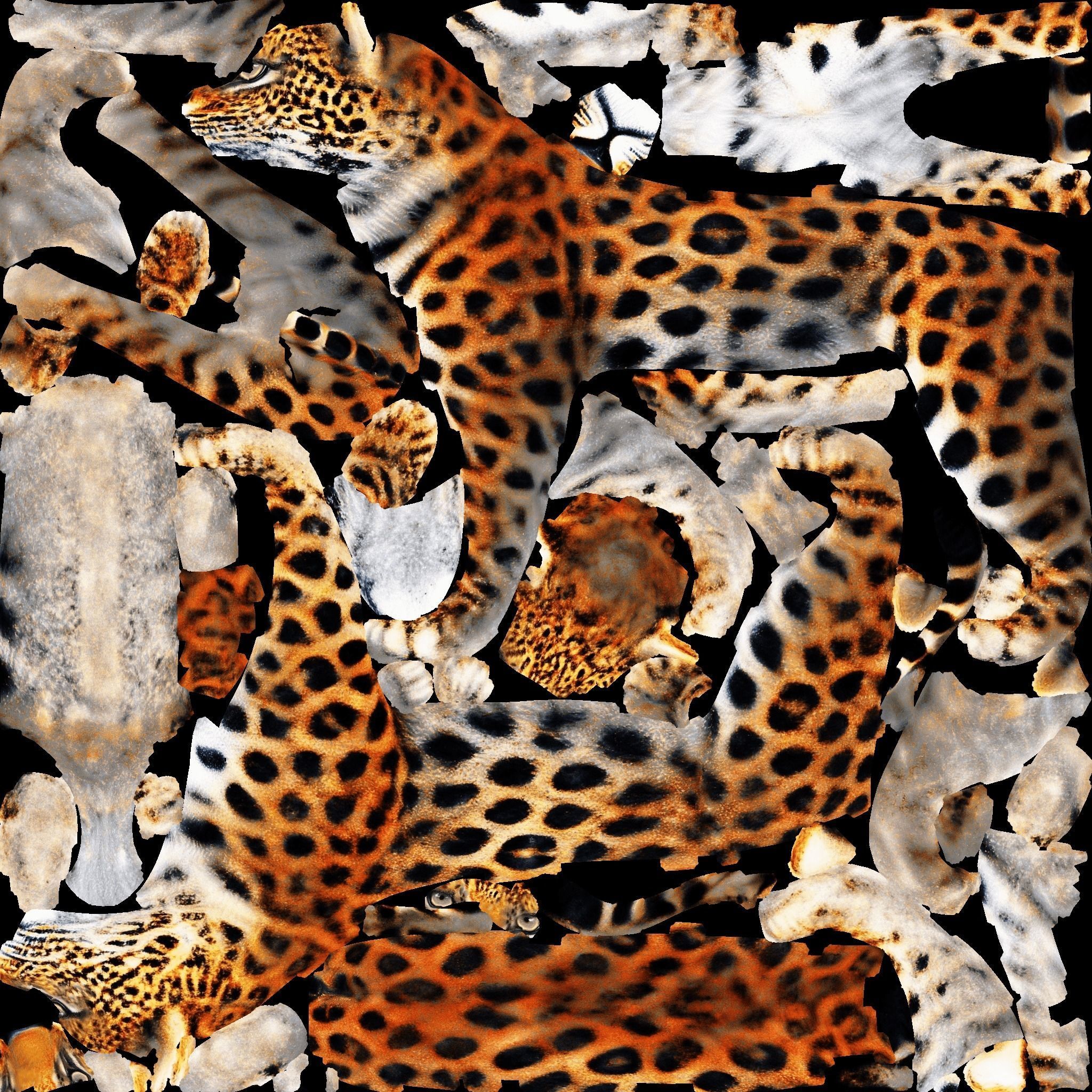 Leopard Free 3D model 8