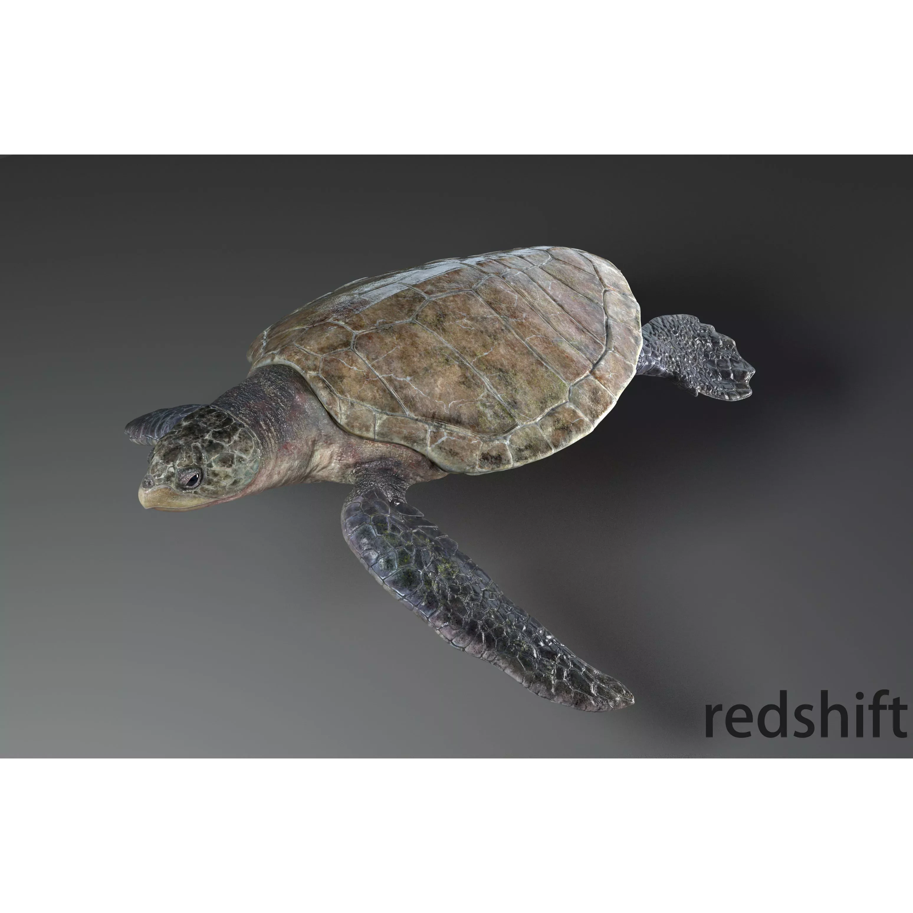 Lepidochelys olivacea Free low-poly 3D model