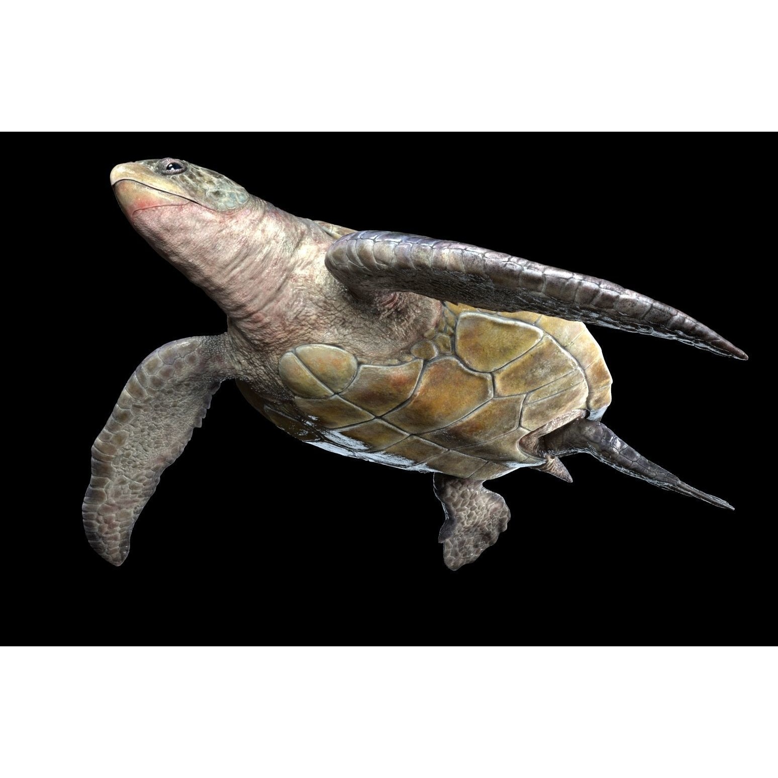Lepidochelys olivacea Free low-poly 3D model 2
