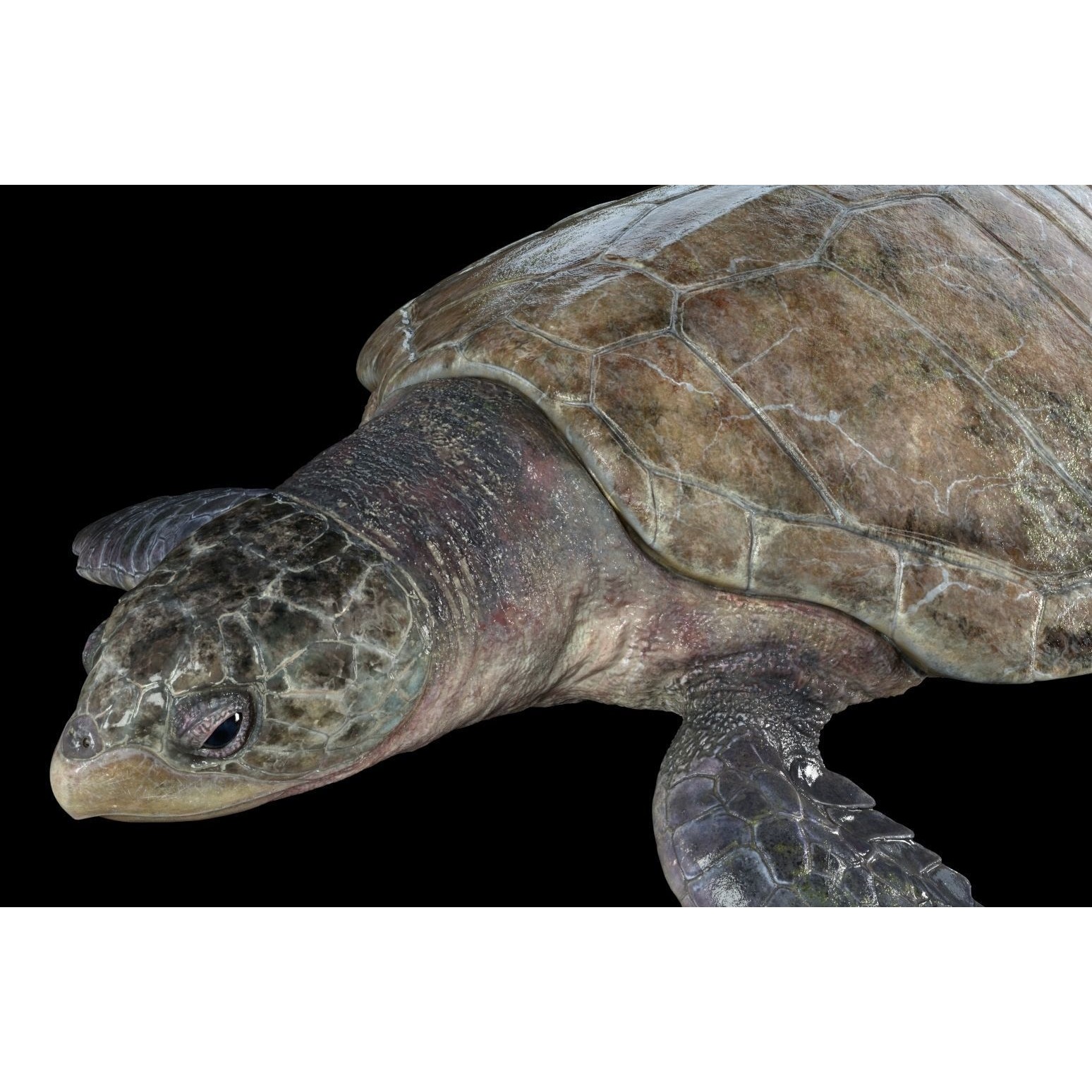 Lepidochelys olivacea Free low-poly 3D model 3