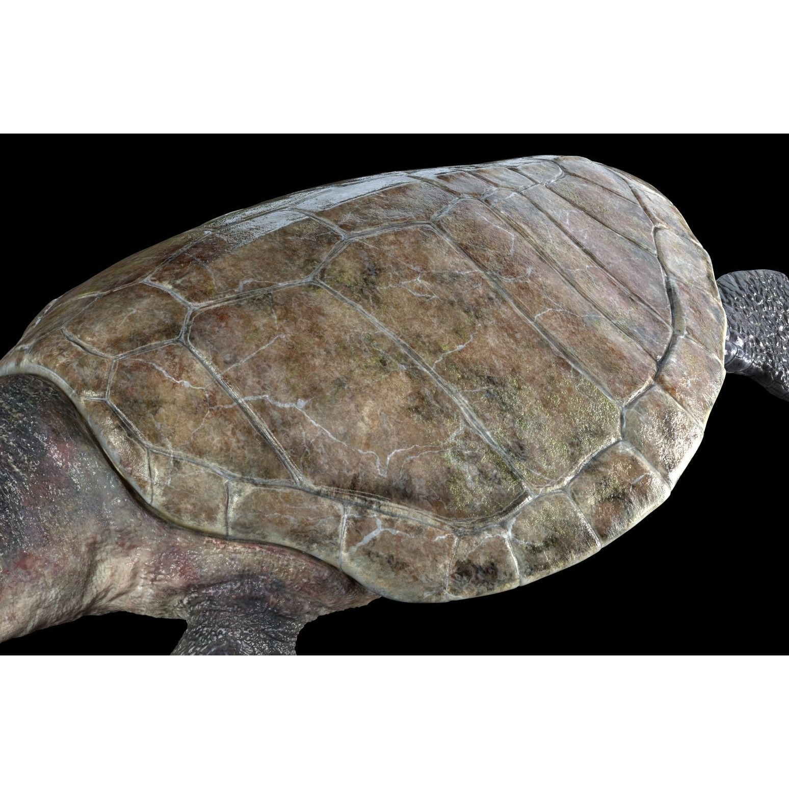 Lepidochelys olivacea Free low-poly 3D model 4