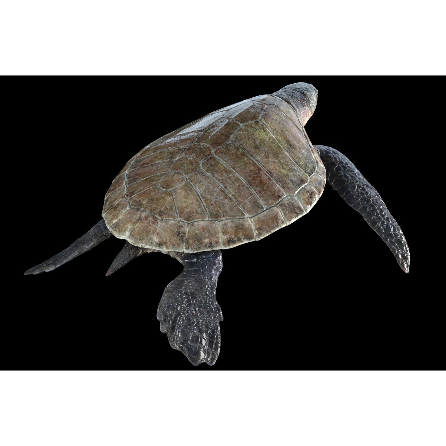 Lepidochelys olivacea Free low-poly 3D model 5