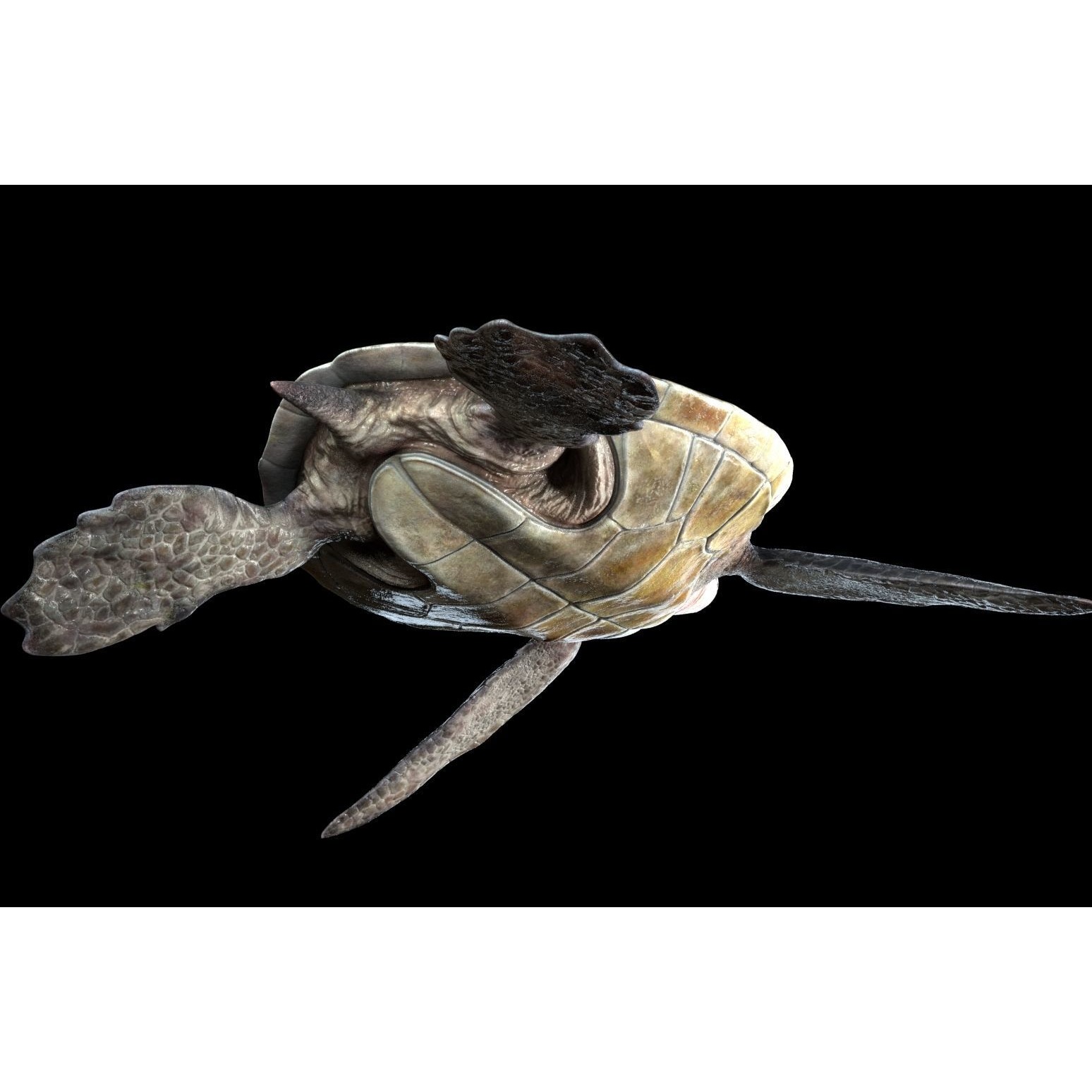 Lepidochelys olivacea Free low-poly 3D model 6