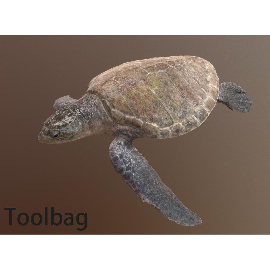 Lepidochelys olivacea Free low-poly 3D model 7