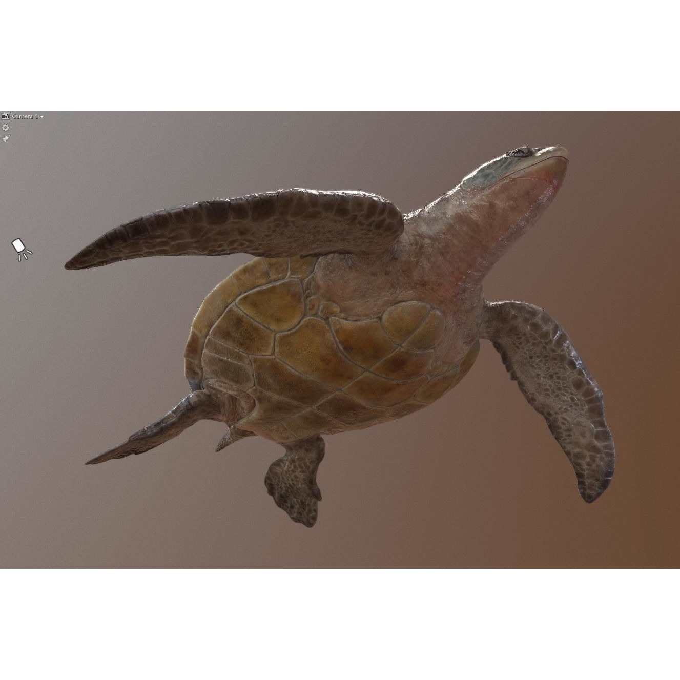 Lepidochelys olivacea Free low-poly 3D model 8