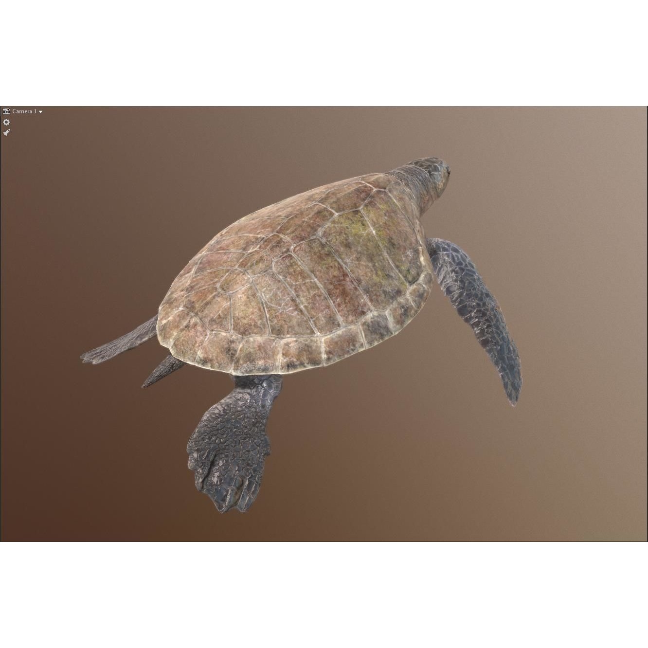 Lepidochelys olivacea Free low-poly 3D model 9