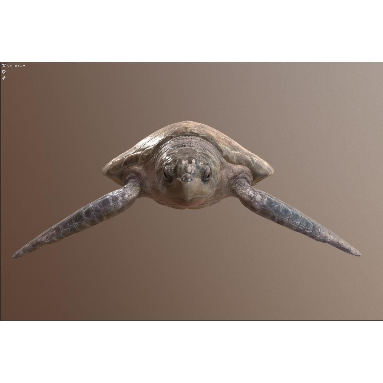 Lepidochelys olivacea Free low-poly 3D model 10