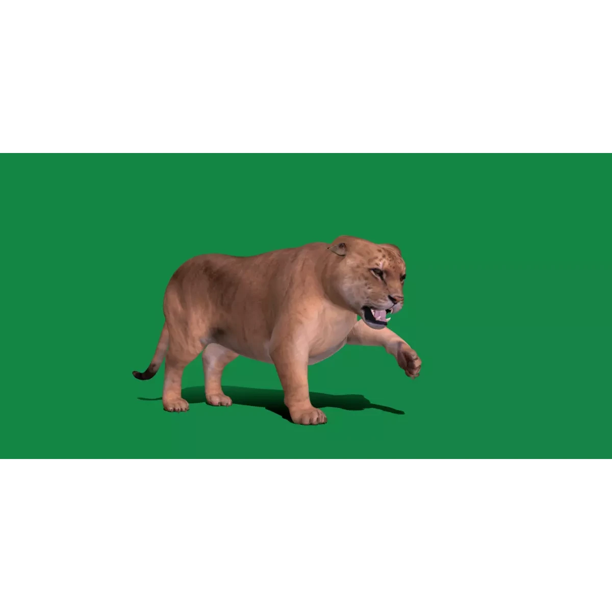 Liger Hybrid Feline 3D model