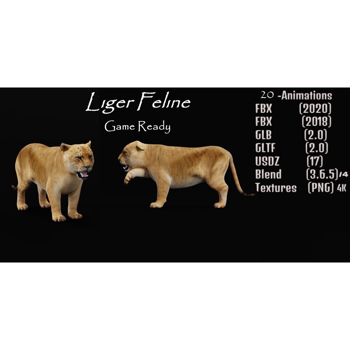Liger Hybrid Feline 3D model 2
