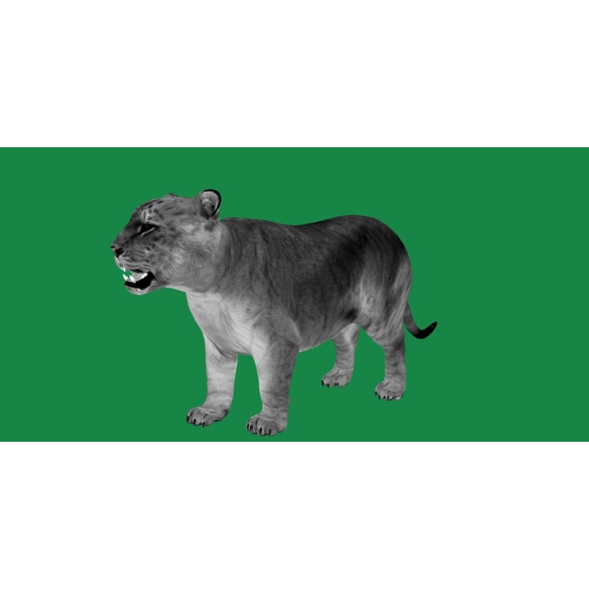 Liger Hybrid Feline 3D model 3