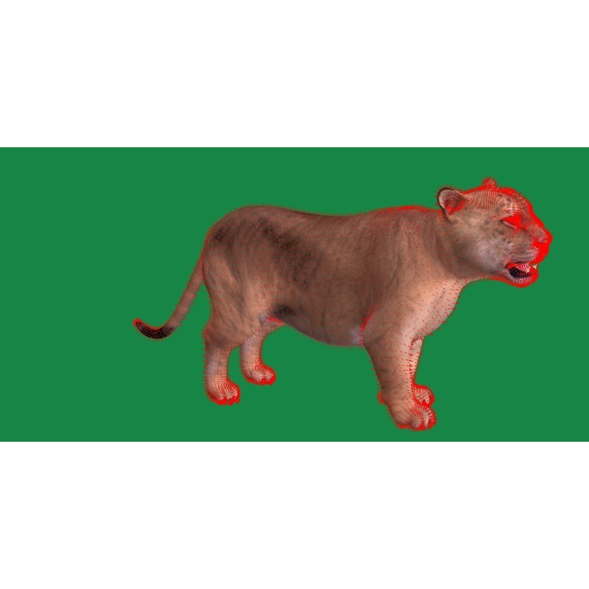 Liger Hybrid Feline 3D model 8