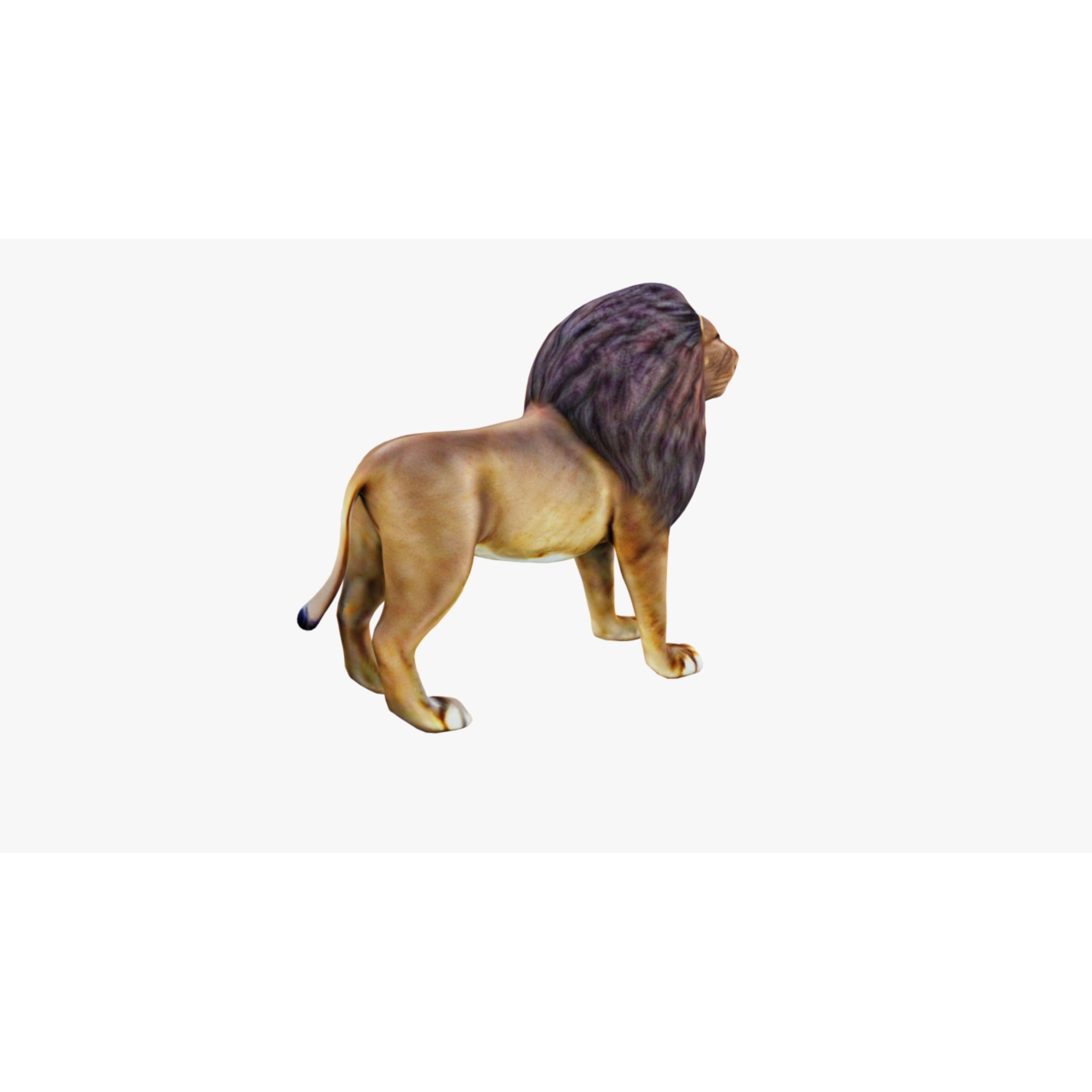 Lion Animal Free 3D model 5