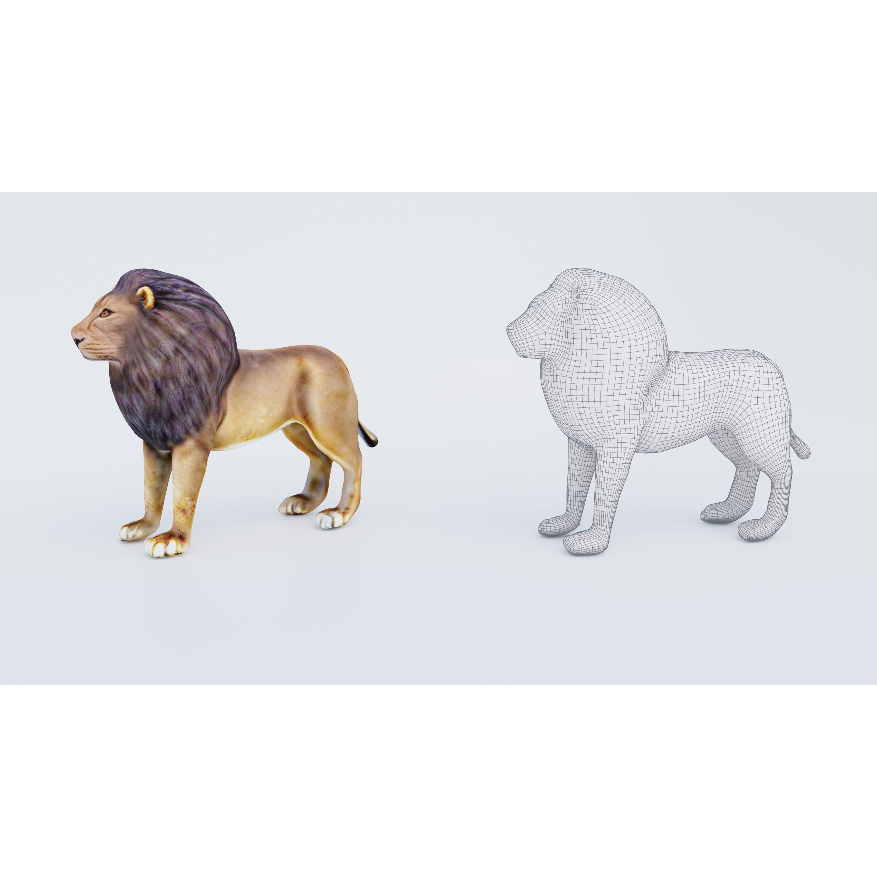 Lion Animal Free 3D model 6