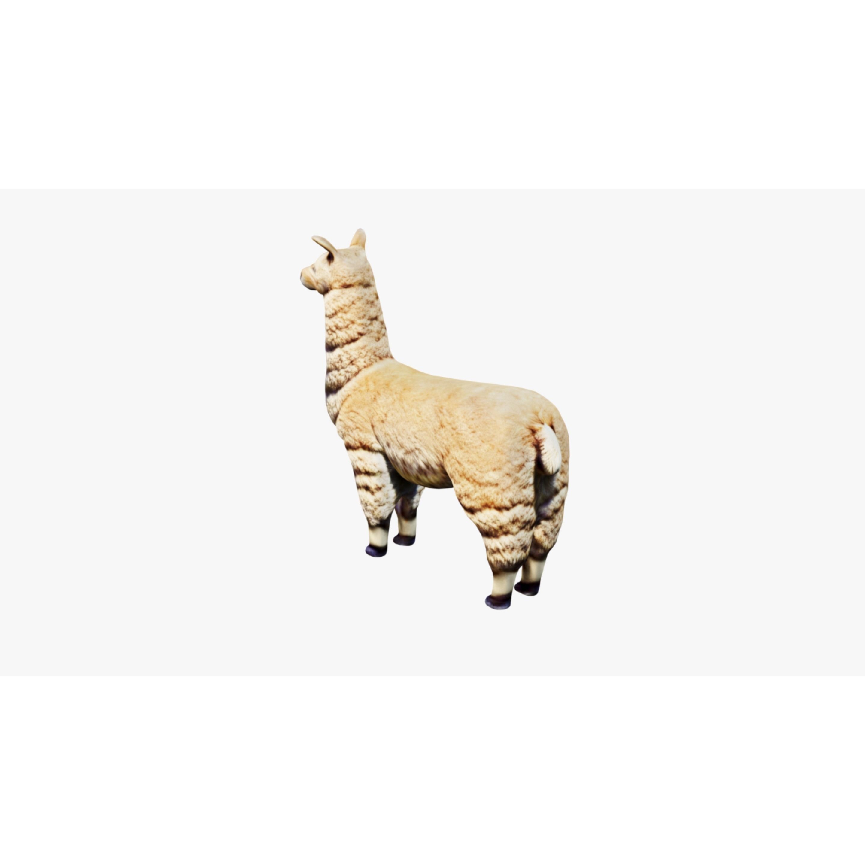 Llama Free 3D model 4