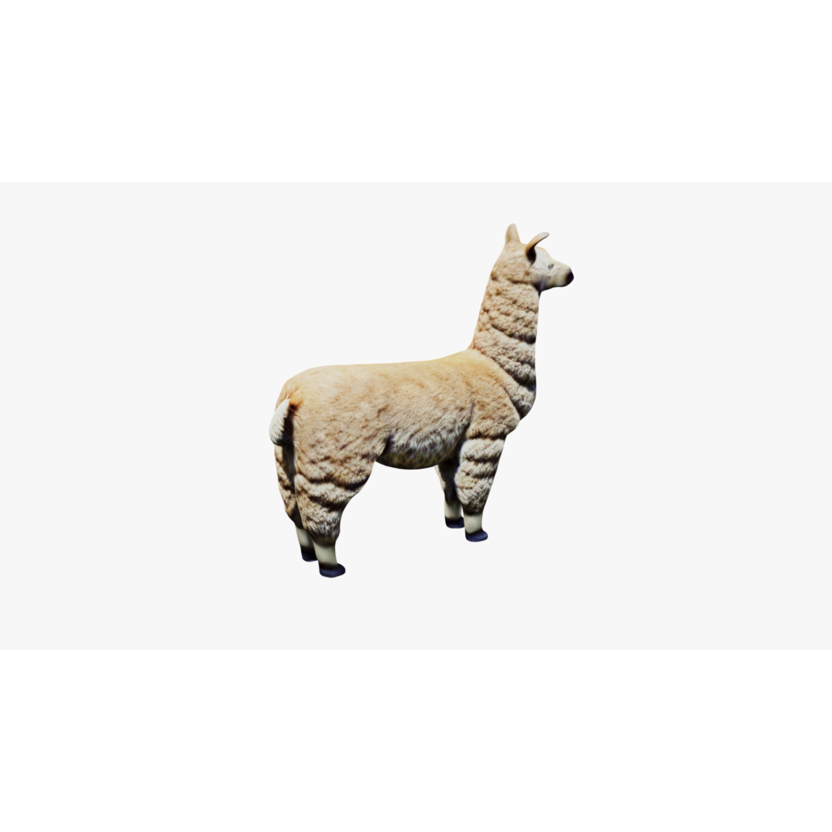 Llama Free 3D model 5