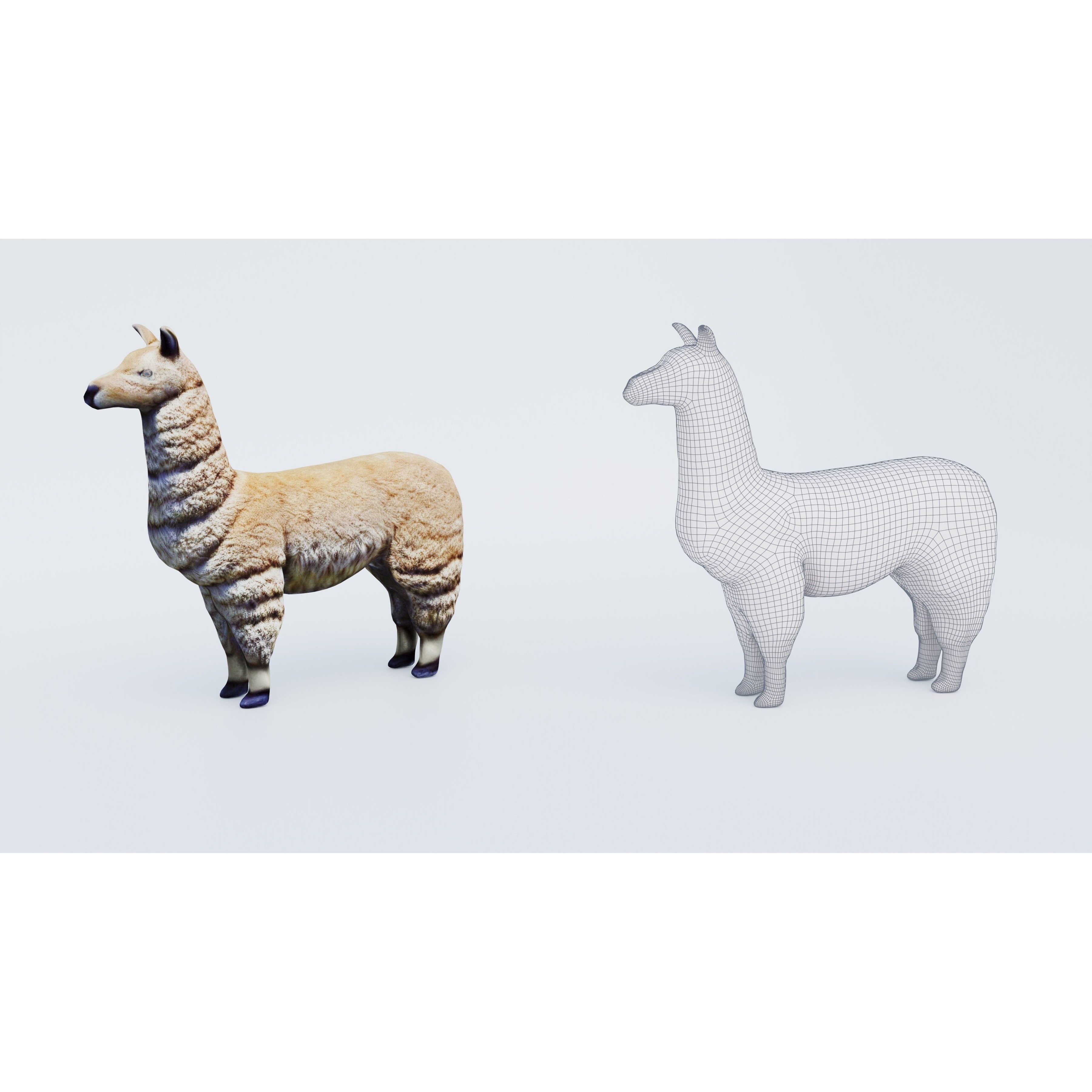 Llama Free 3D model 6