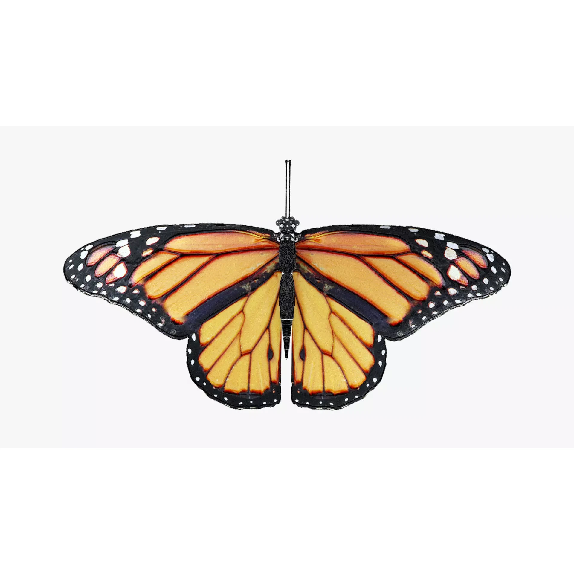 Low-Poly Butterfly - Fully Rigged For Blender Free low-poly 3D model