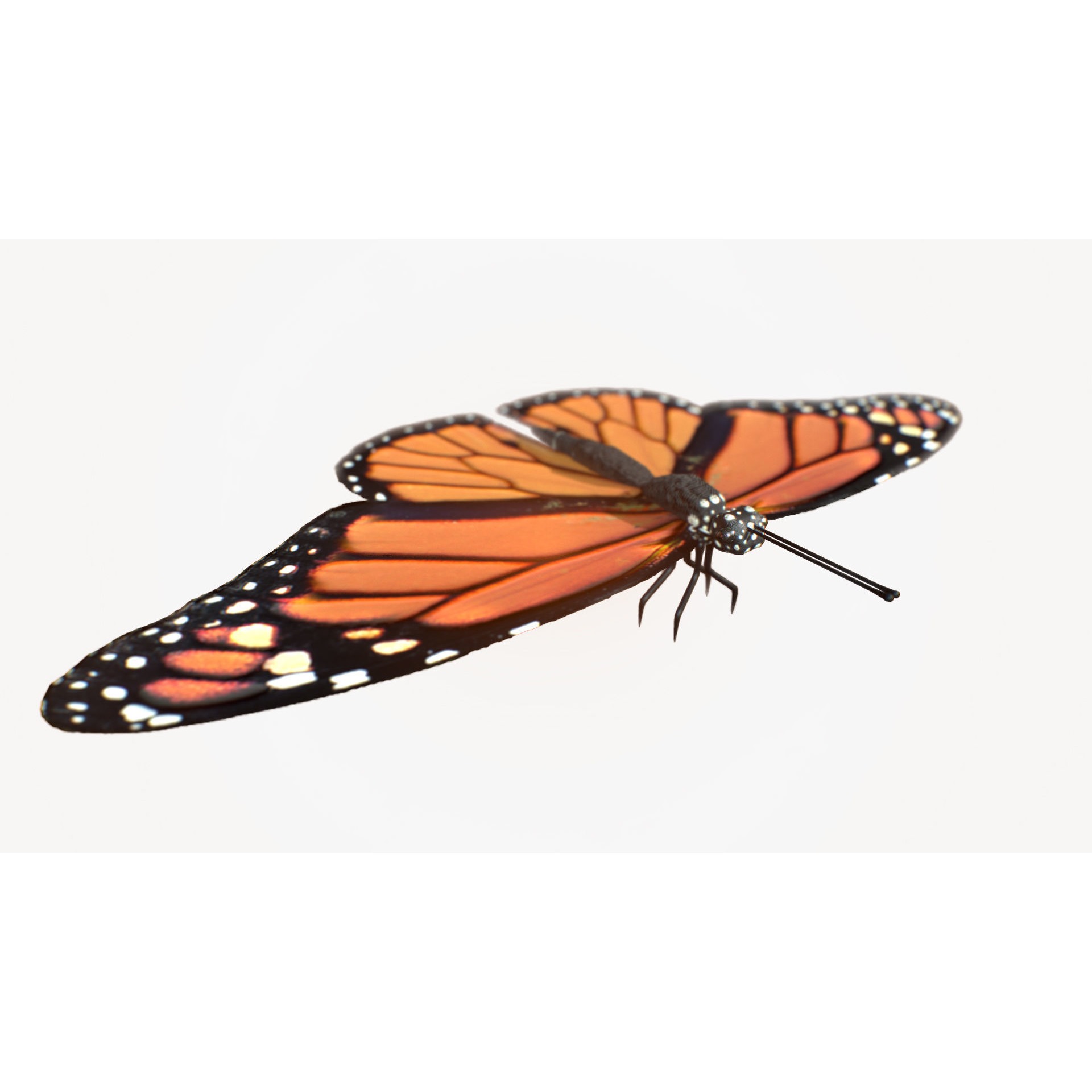 Low-Poly Butterfly - Fully Rigged For Blender Free low-poly 3D model 2