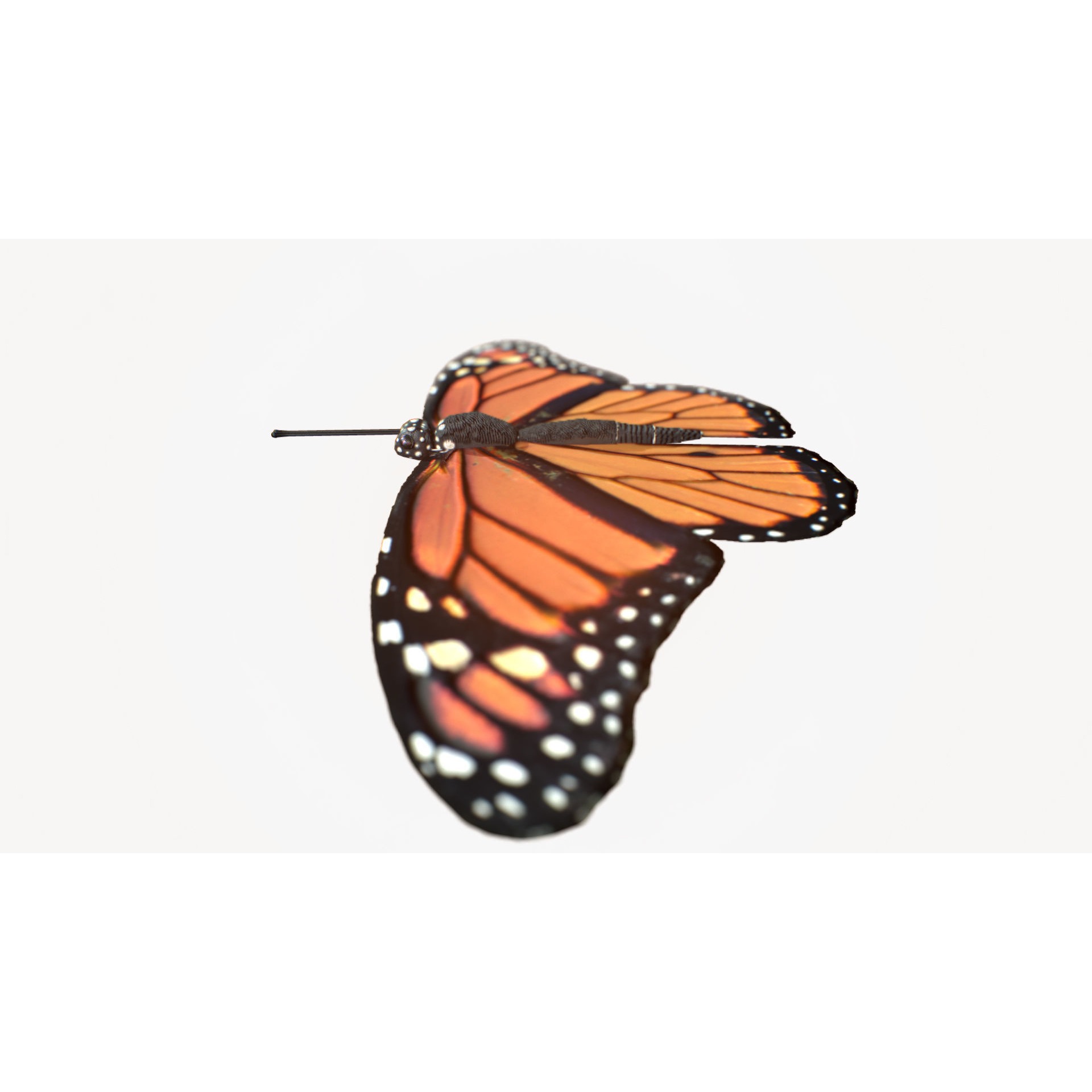 Low-Poly Butterfly - Fully Rigged For Blender Free low-poly 3D model 4