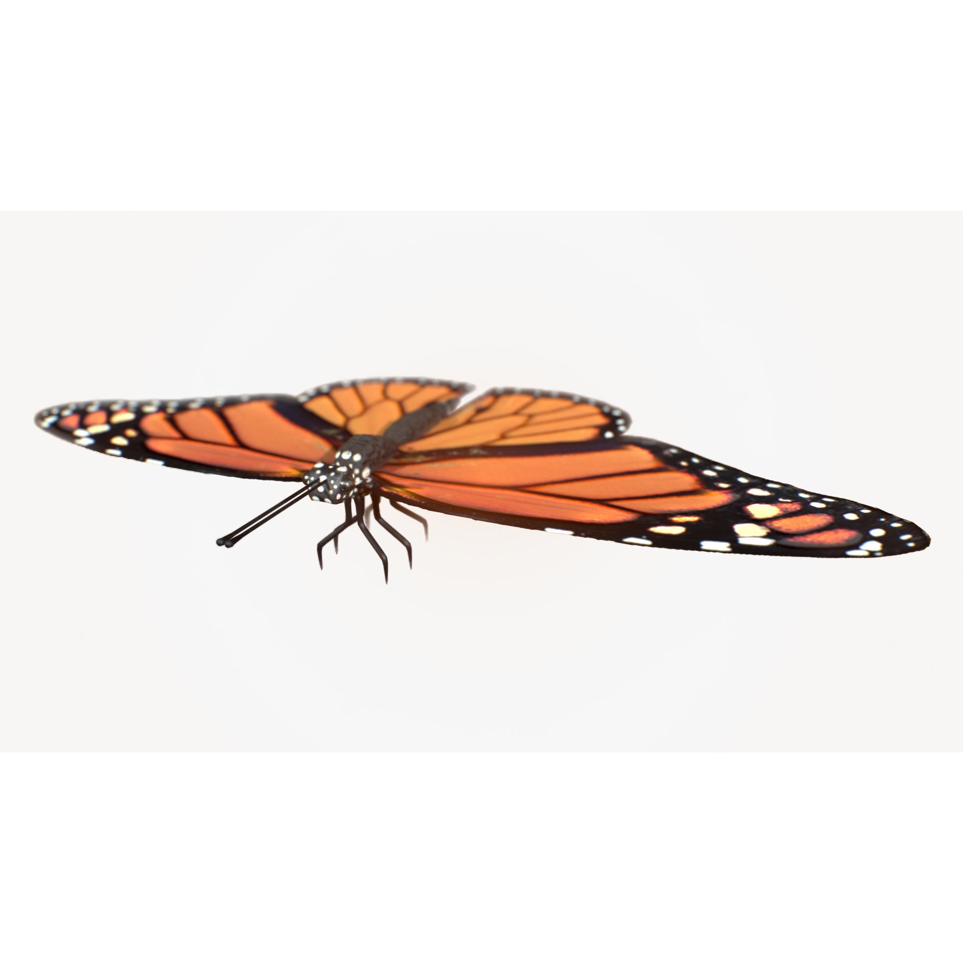 Low-Poly Butterfly - Fully Rigged For Blender Free low-poly 3D model 5