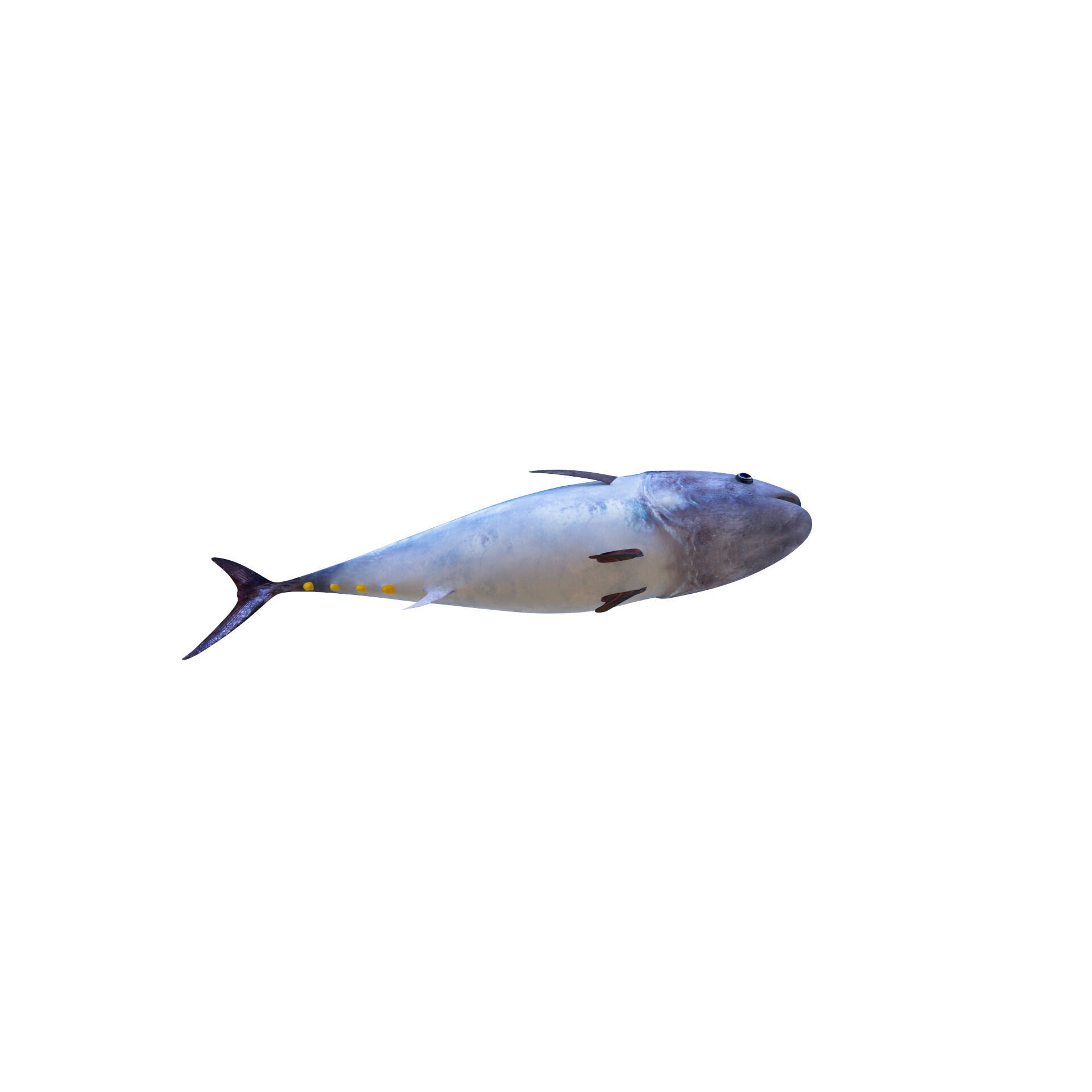 Low-Poly Tuna Animated Free low-poly 3D model 7