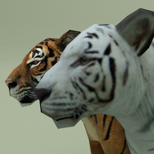 LowPoly Tigers two Free low-poly 3D model 4