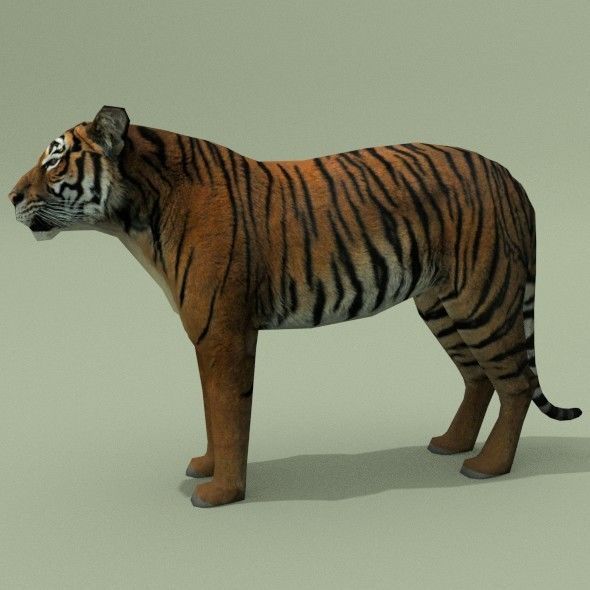 LowPoly Tigers two Free low-poly 3D model 5