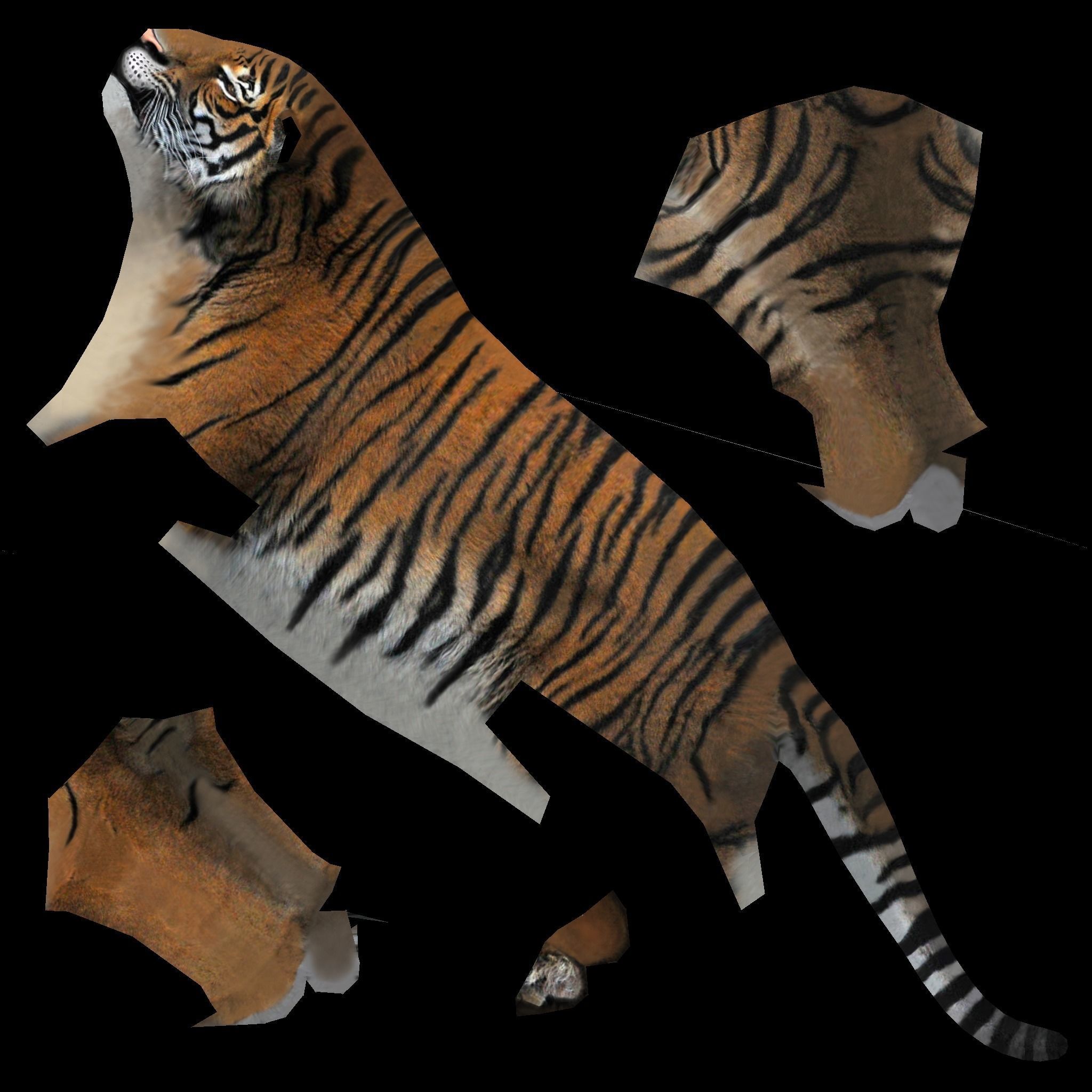 LowPoly Tigers two Free low-poly 3D model 9