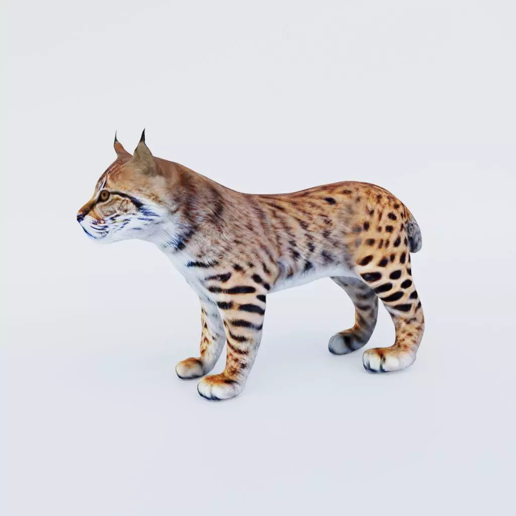 Lynx Animal Free 3D model