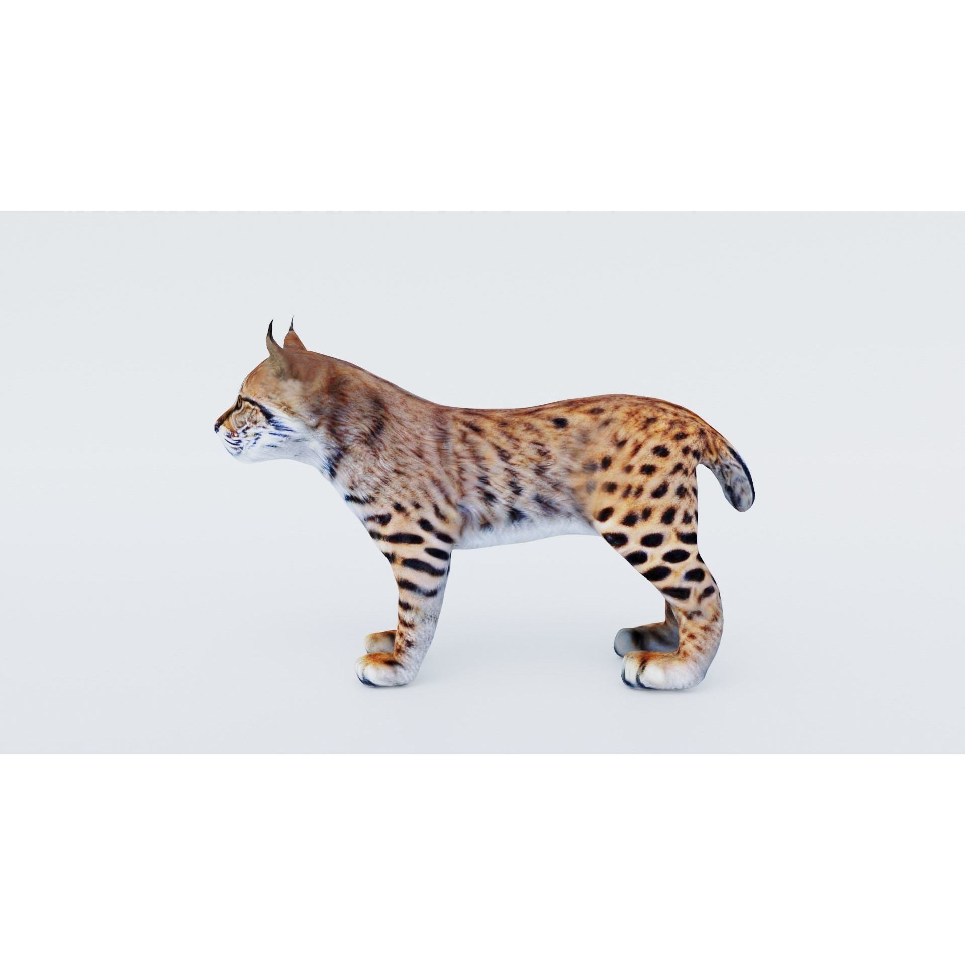Lynx Animal Free 3D model 2
