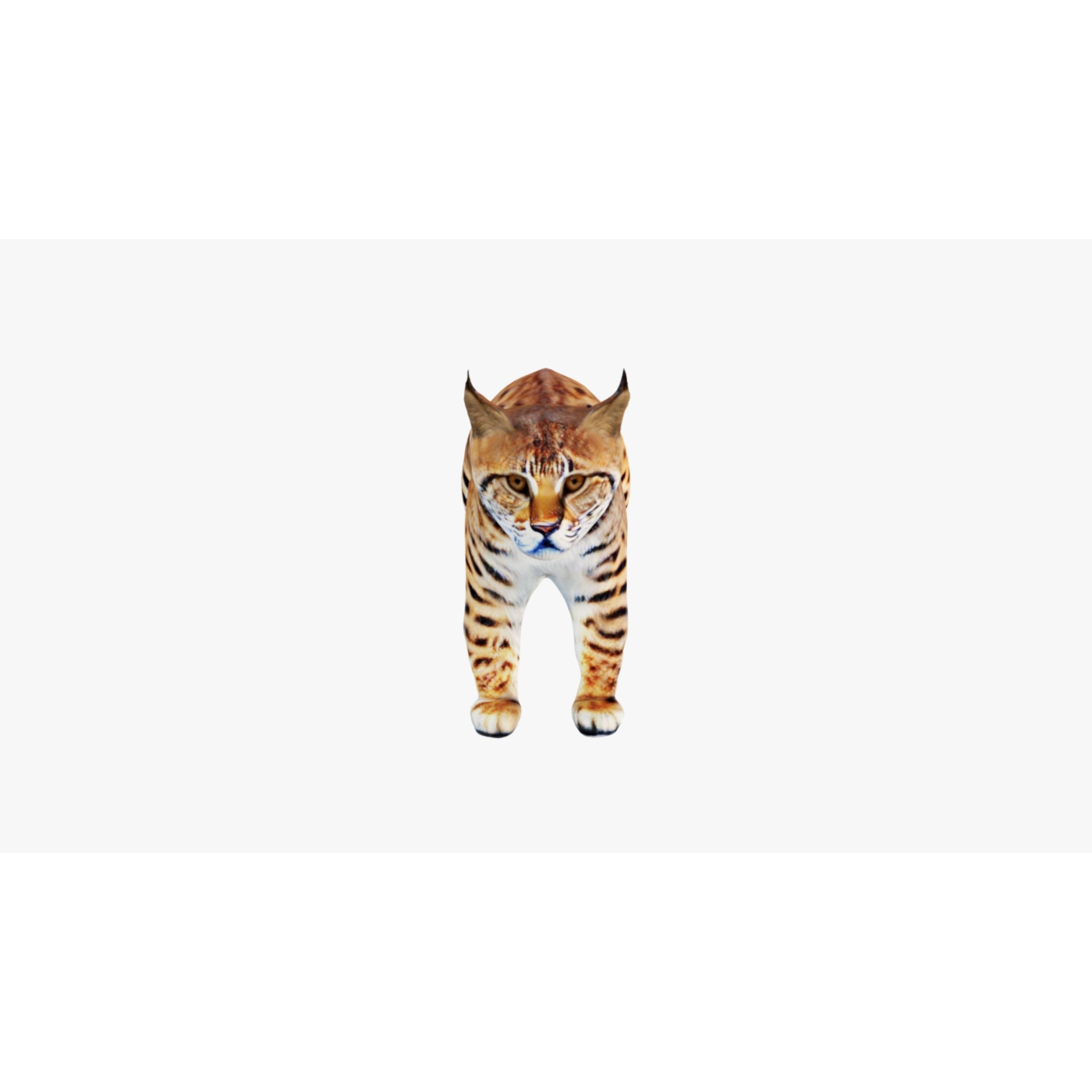 Lynx Animal Free 3D model 3