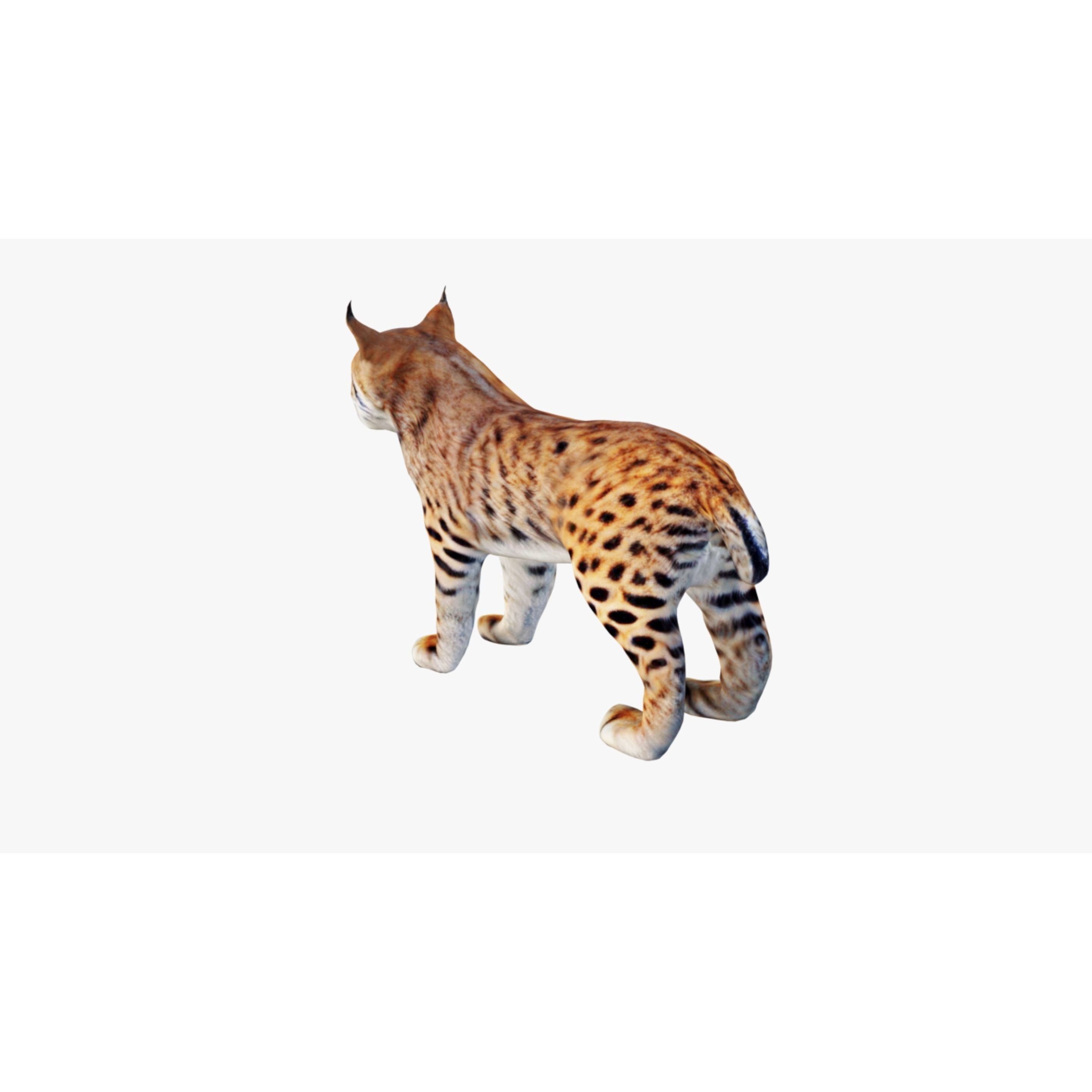 Lynx Animal Free 3D model 4