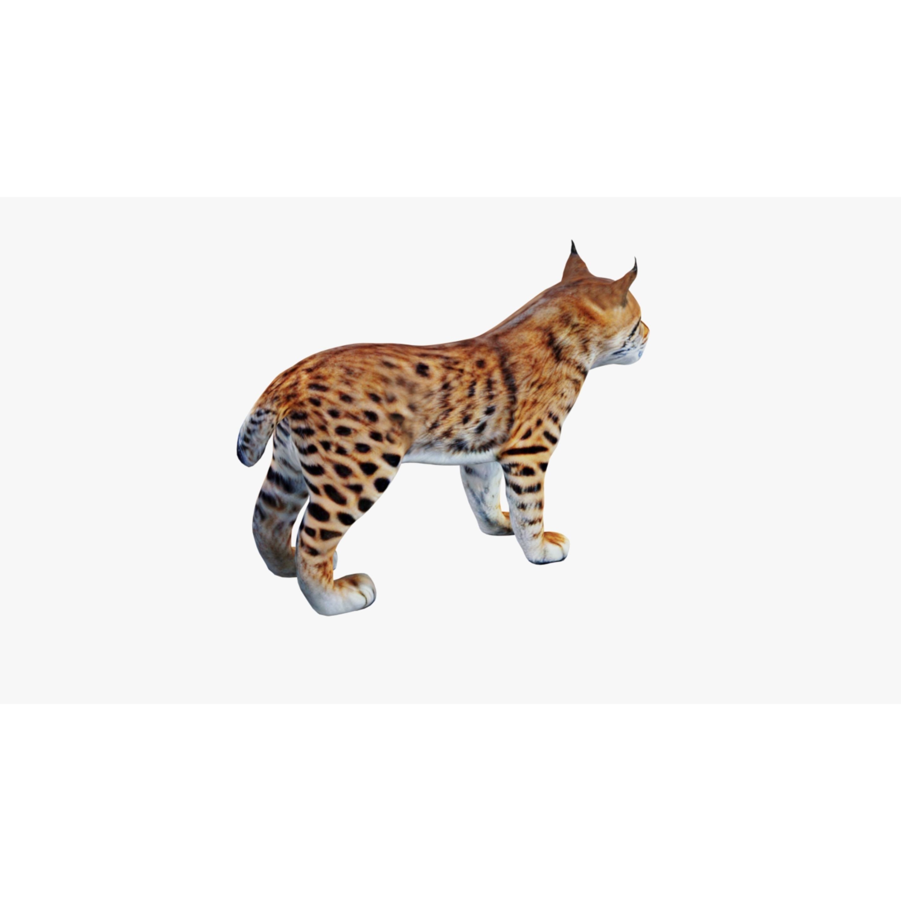 Lynx Animal Free 3D model 5