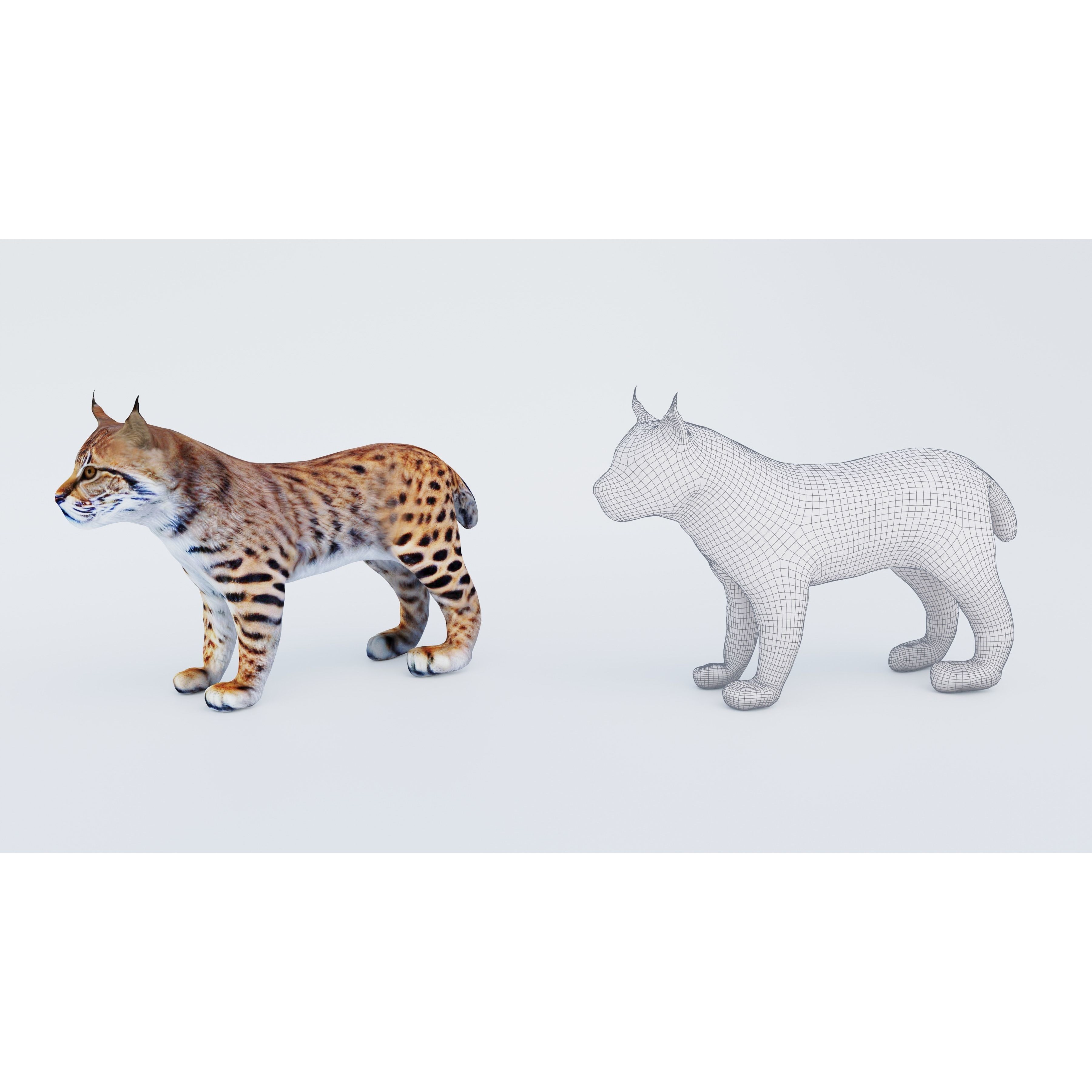 Lynx Animal Free 3D model 6